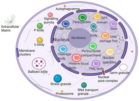 あい High-glucose-associated YTHDC1 lactylation reduces the