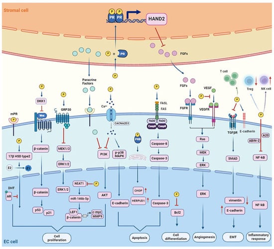 Cancers | Free Full-Text | Progestin Resistance and Corresponding ...