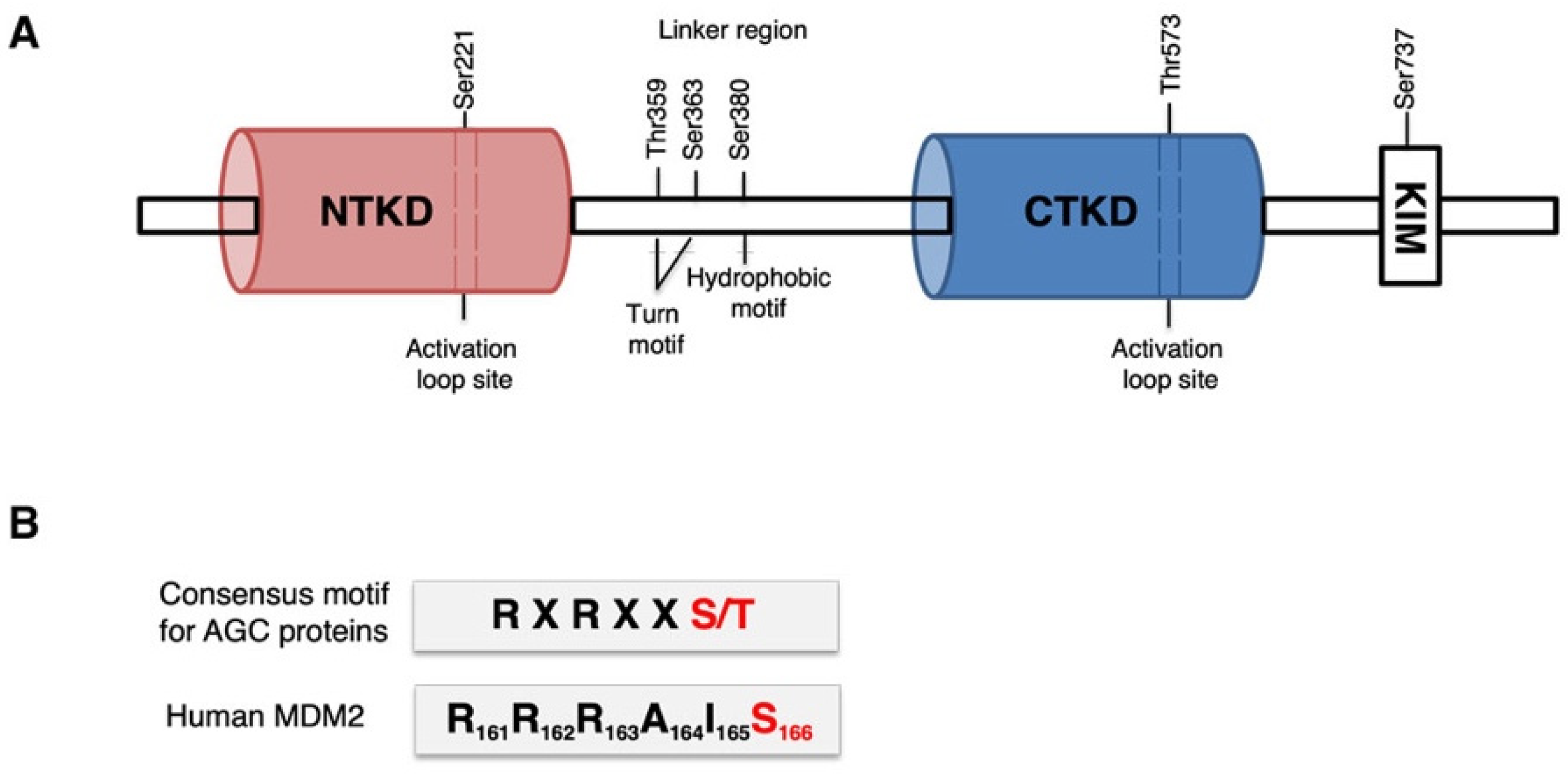 Cancers | Free Full-Text | p90RSK Regulates p53 Pathway by MDM2 