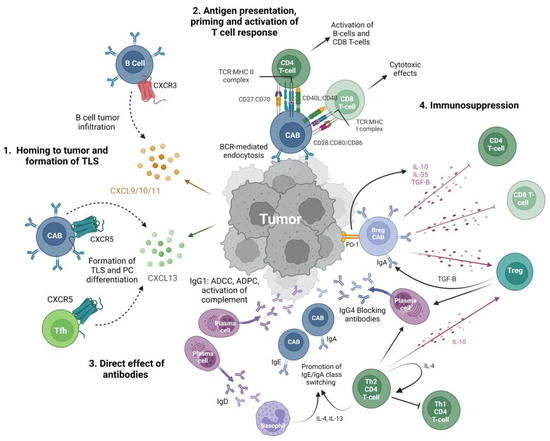 Cancers | Free Full-Text | Cancer-Associated B Cells In Sarcoma