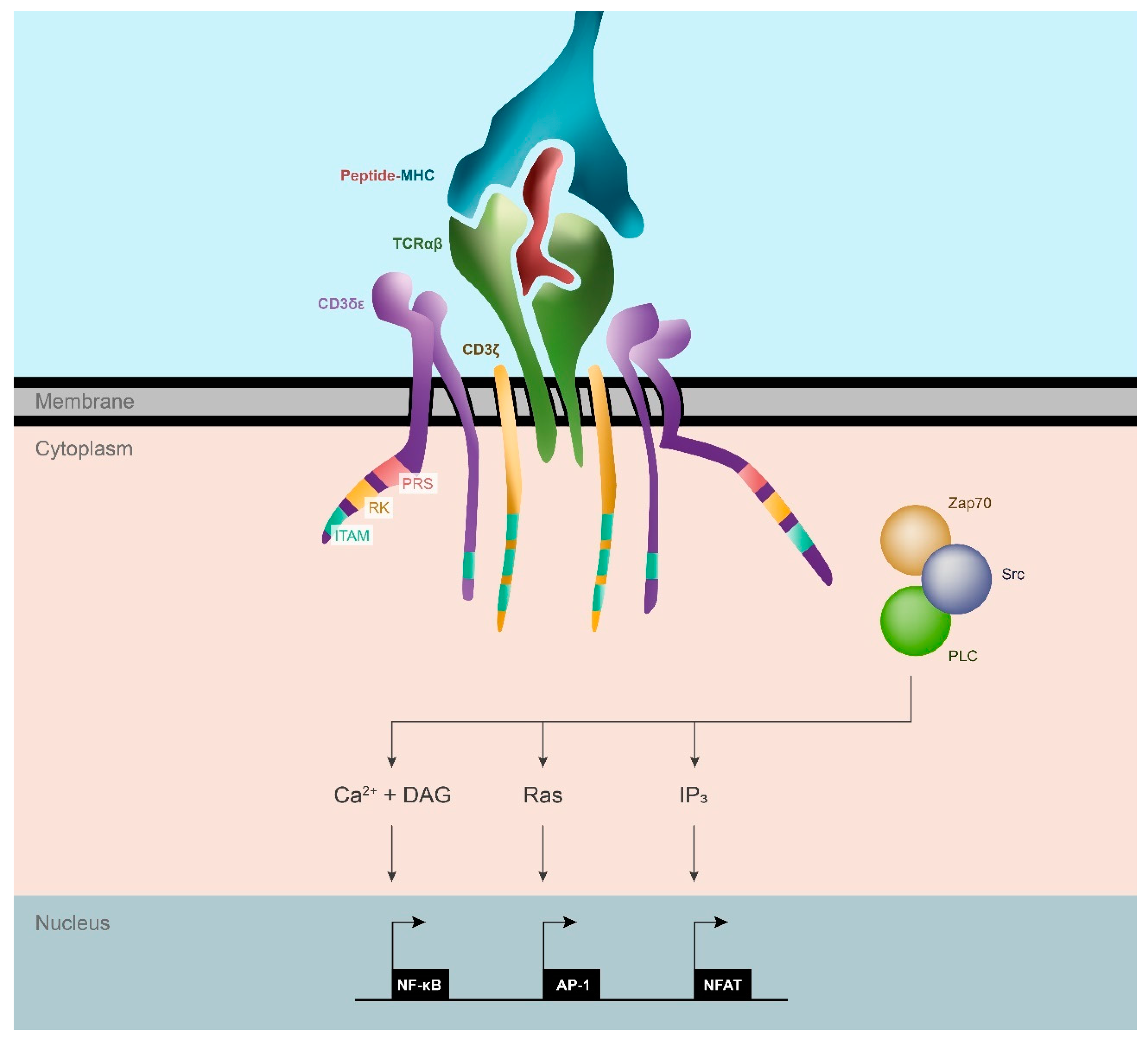 Cancers | Free Full-Text | Modulating T Cell Responses by