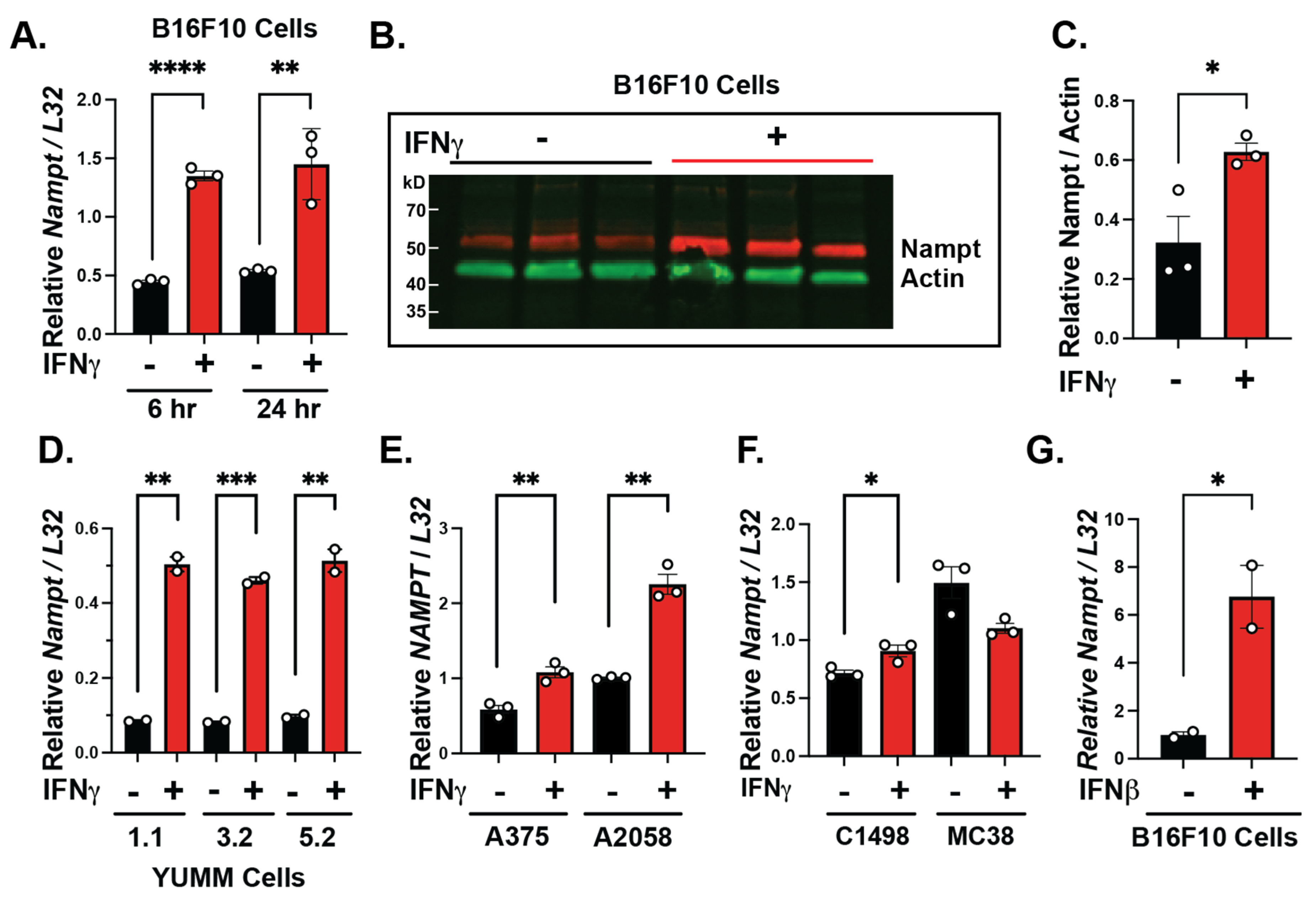 Cancers | Free Full-Text | Interferon Gamma-Inducible NAMPT In Melanoma ...