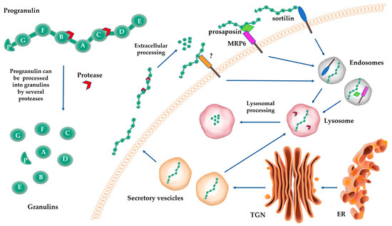 Cancers | Free Full-Text | Progranulin Oncogenic Network in Solid Tumors