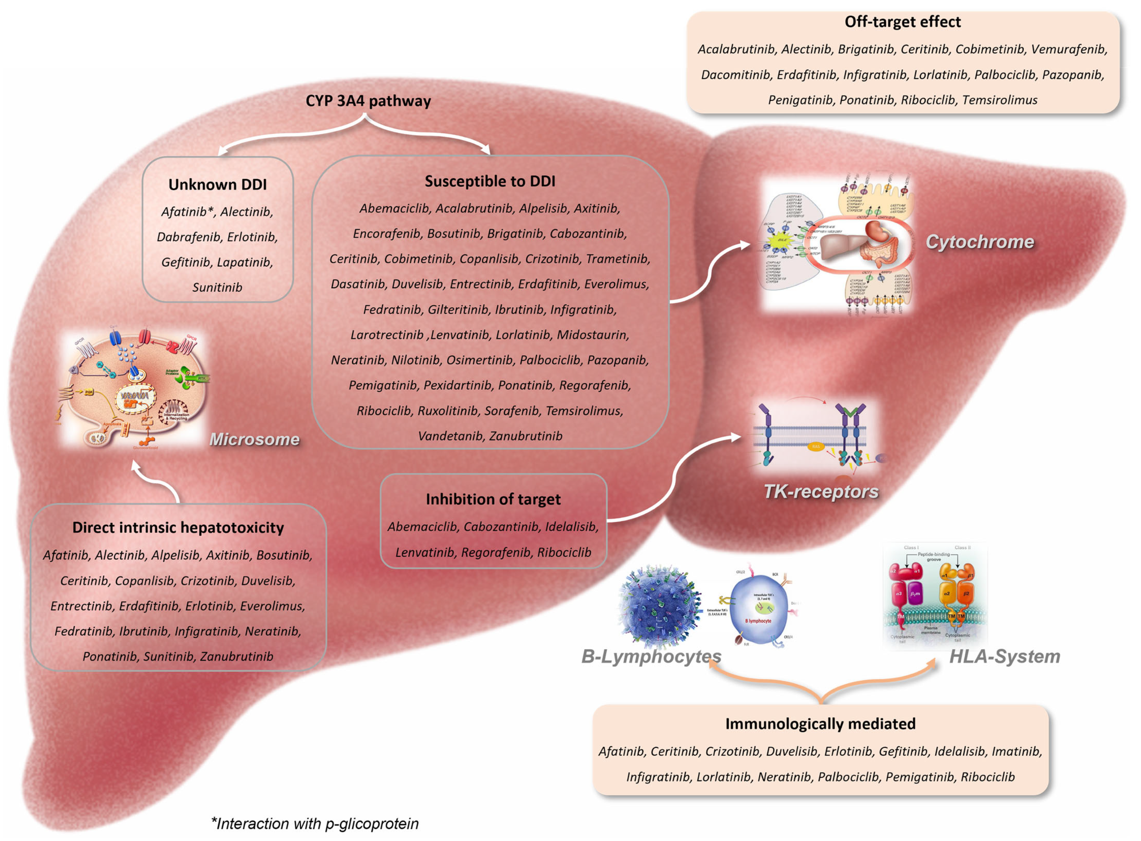 Cancers | Free Full-Text | Hepatotoxicity of Small Molecule 