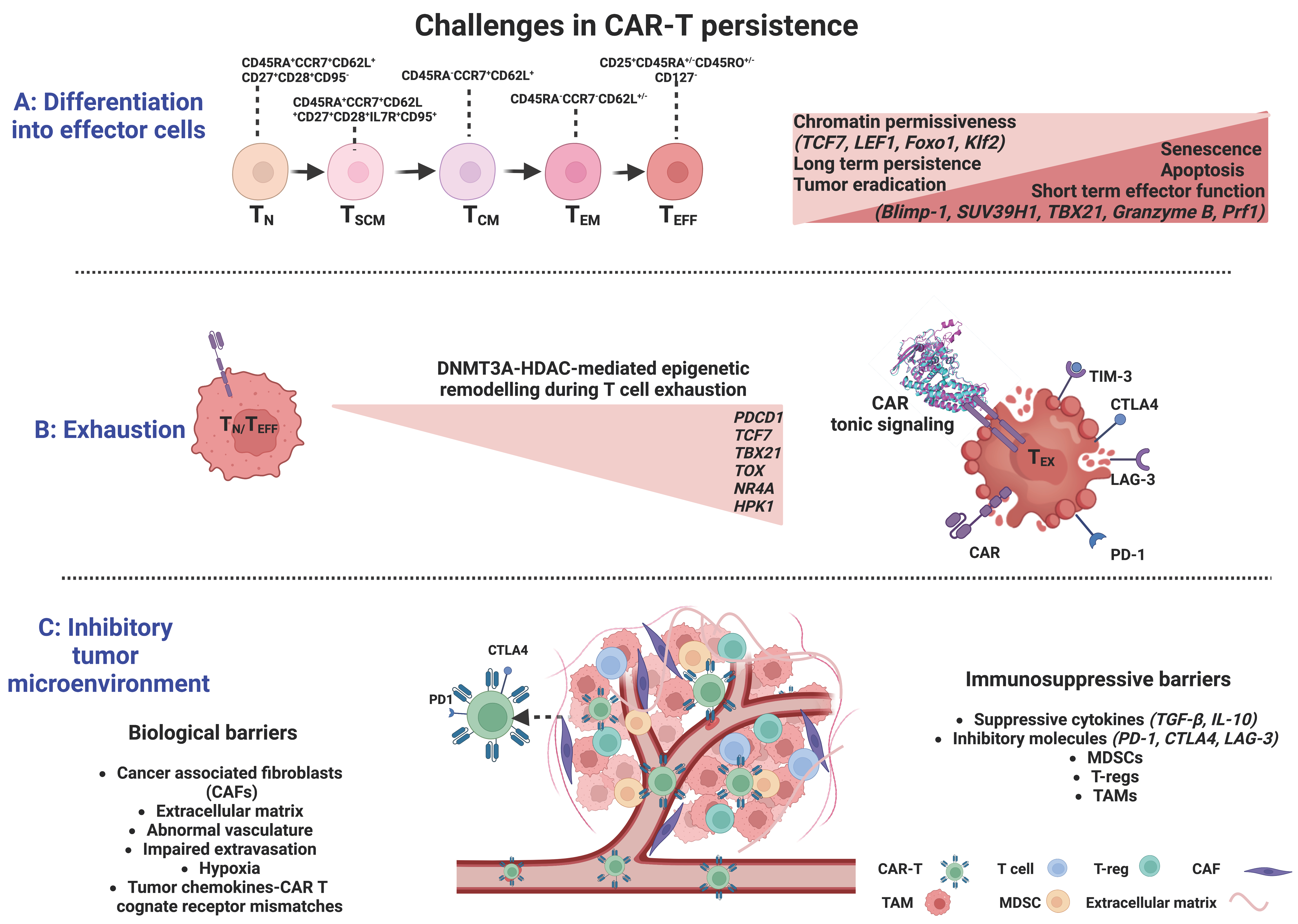 Cancers | Free Full-Text | Empowering the Potential of CAR-T Cell 