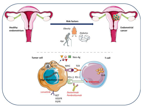 Cancers | Free Full-Text | Immune Environment and Immunotherapy in ...