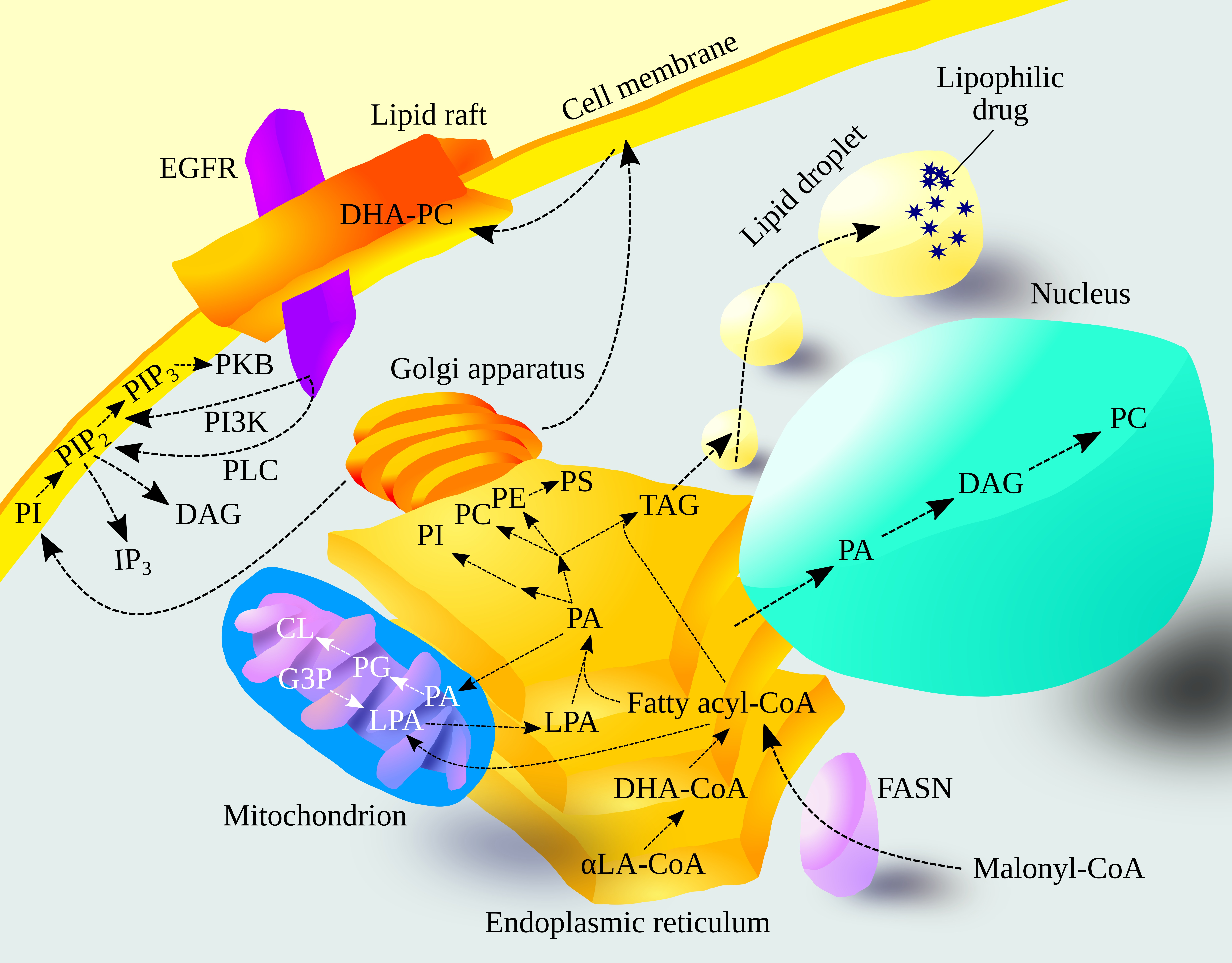 Cancers | Free Full-Text | Biosynthesis and Significance of Fatty
