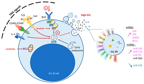Extracellular Vesicles in Chronic Lymphocytic Leukemia: Tumor ...