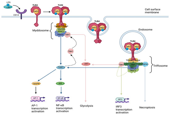 Cancers | Free Full-Text | The Role of TLR4 in the Immunotherapy of ...