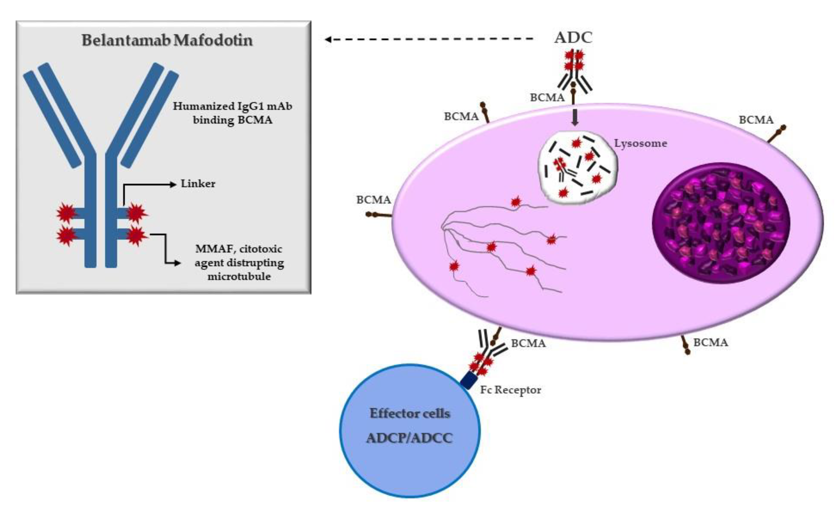 Cancers | Free Full-Text | Belantamab Mafodotin: From Clinical Trials ...