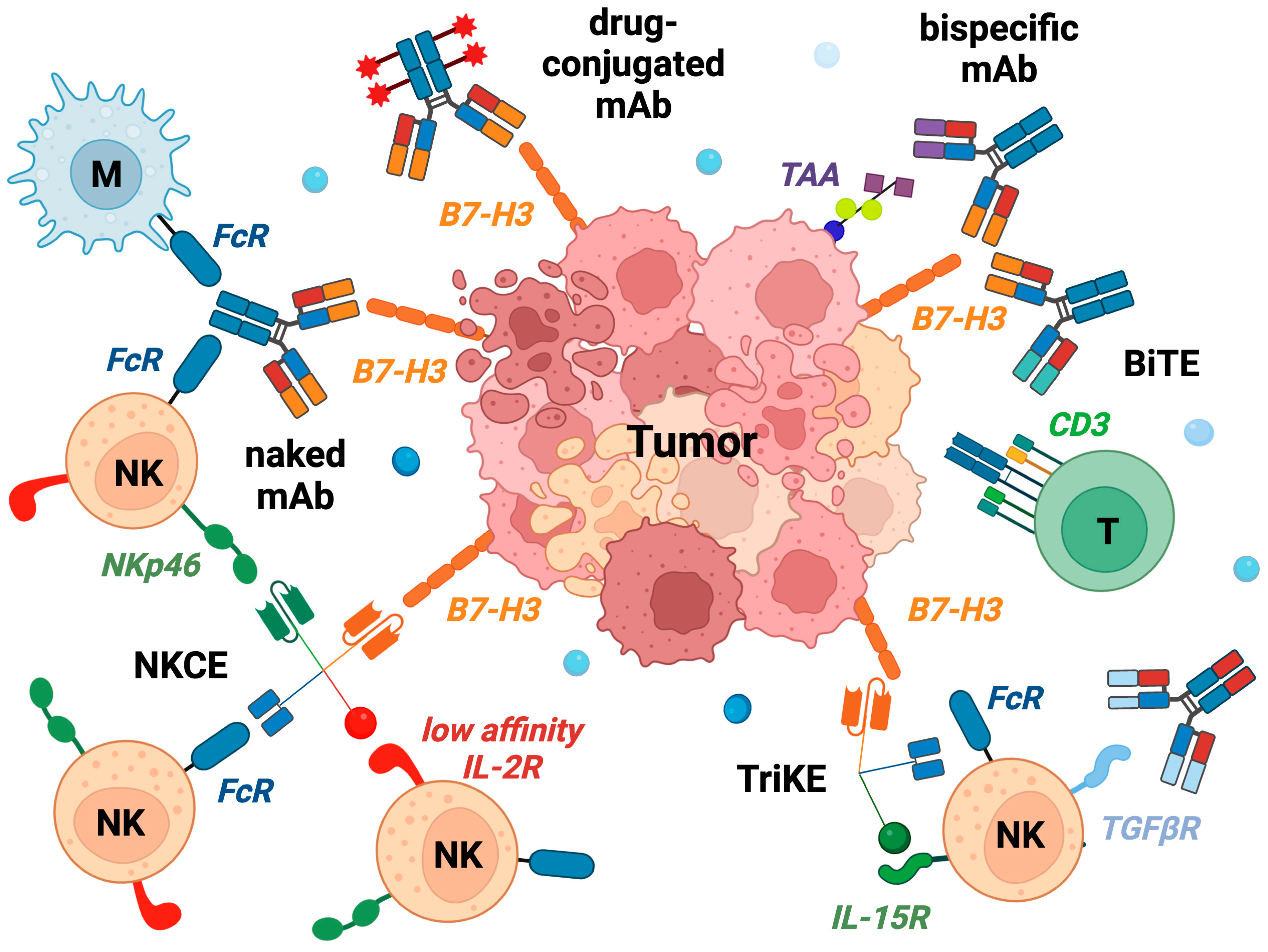 Cancers | Free Full-Text | B7-H3 in Pediatric Tumors: Far beyond