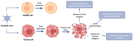 Cancers | Free Full-Text | Oncolytic Viruses and Immune Checkpoint ...