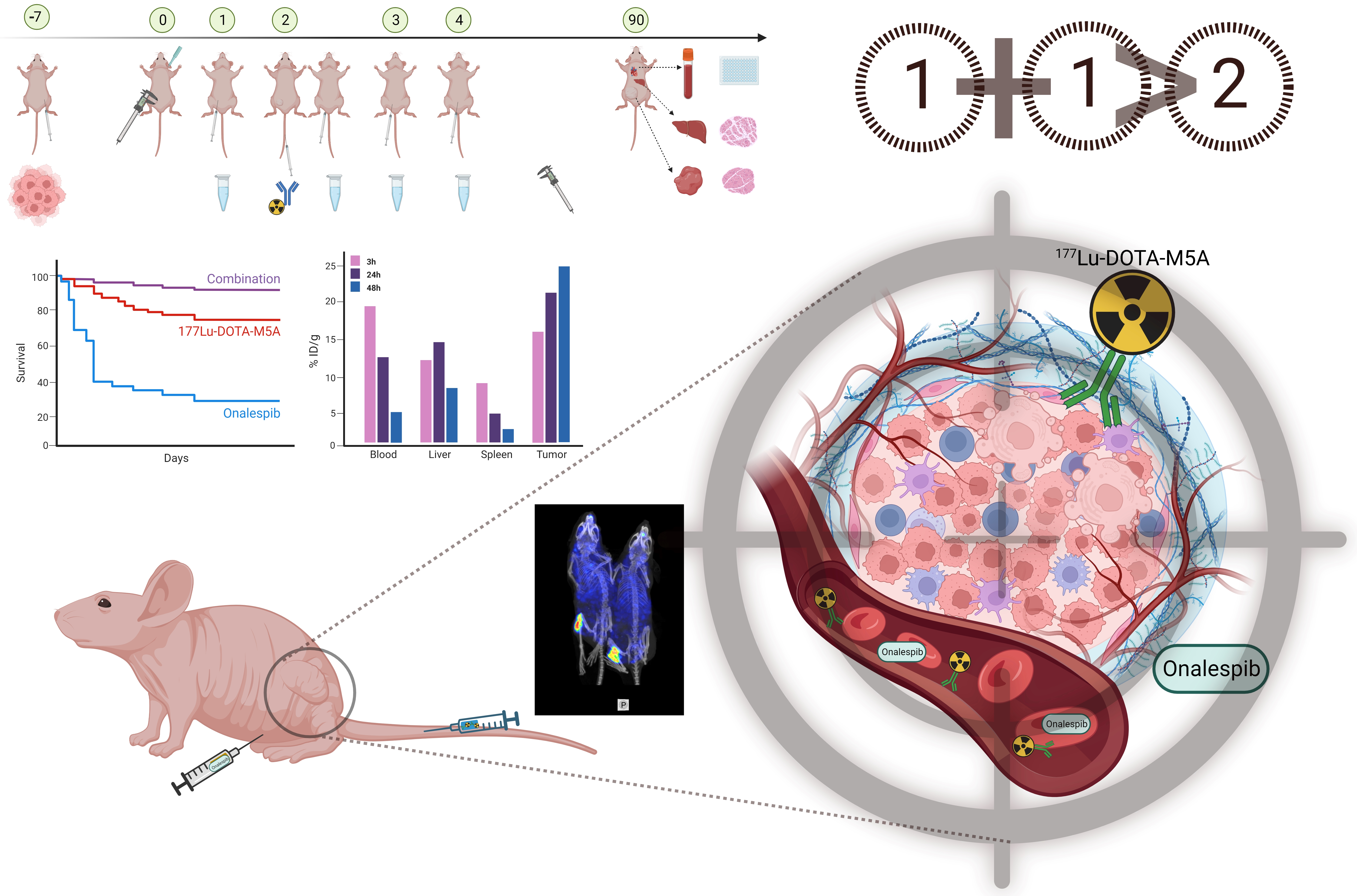 Cancers | Free Full-Text | Enhanced Therapeutic Effects of 177Lu 