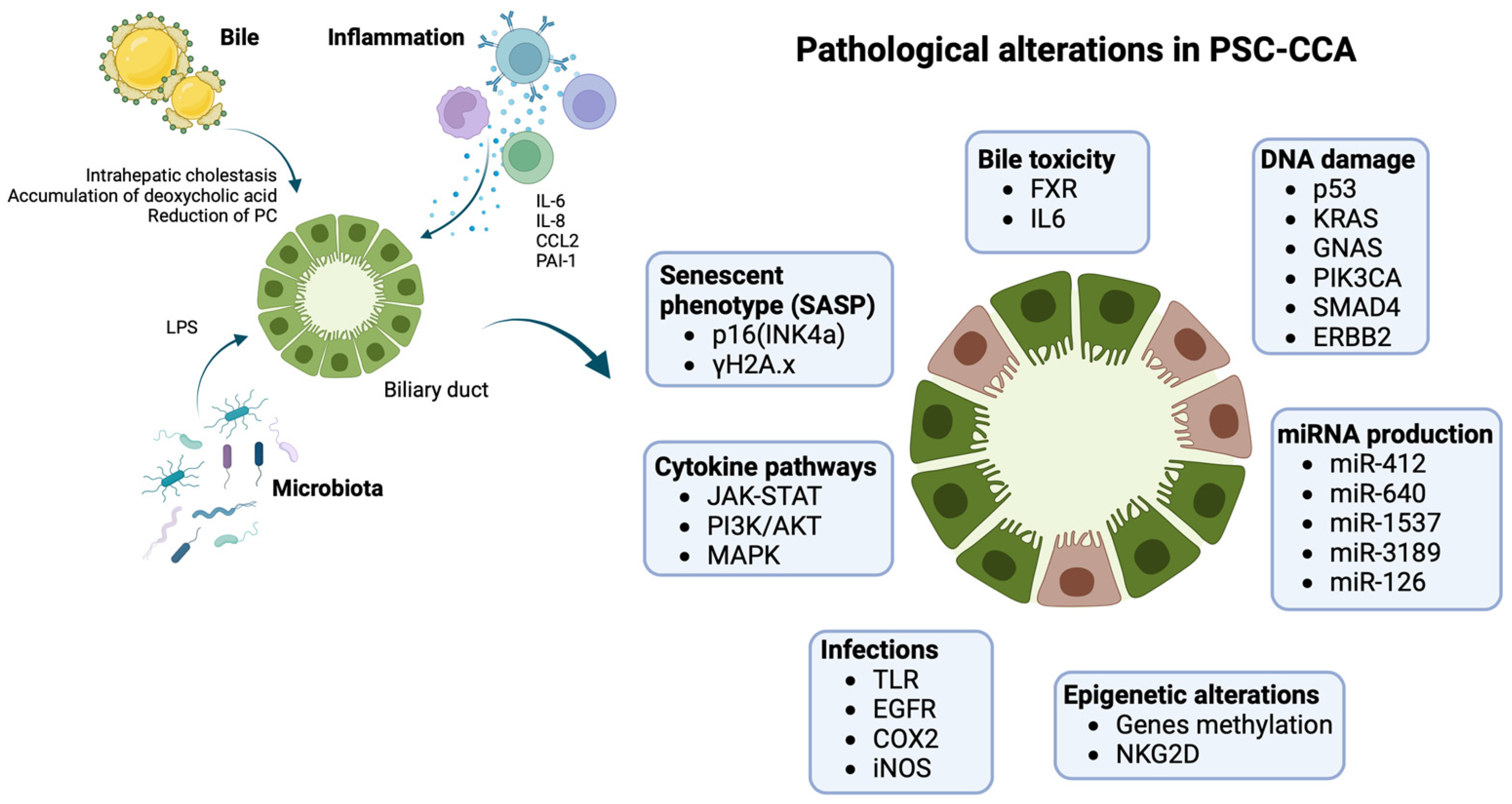 | Free Full-Text | Primary Sclerosing Cholangitis-Associated Cholangiocarcinoma: From Pathogenesis to Diagnostic and Surveillance Strategies
