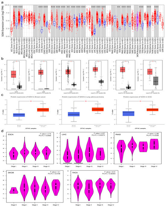 Pan-Cancer Analysis and Experimental Validation of SOX4 as a Potential ...