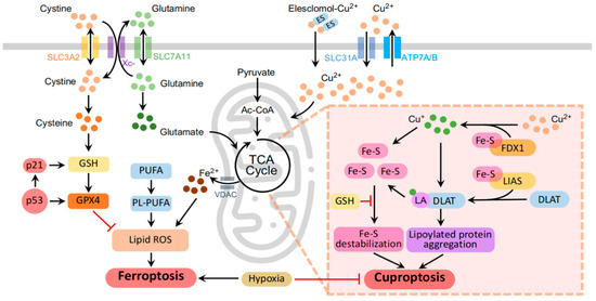 Cancers | Free Full-Text | Interplay of Ferroptosis and Cuproptosis in ...