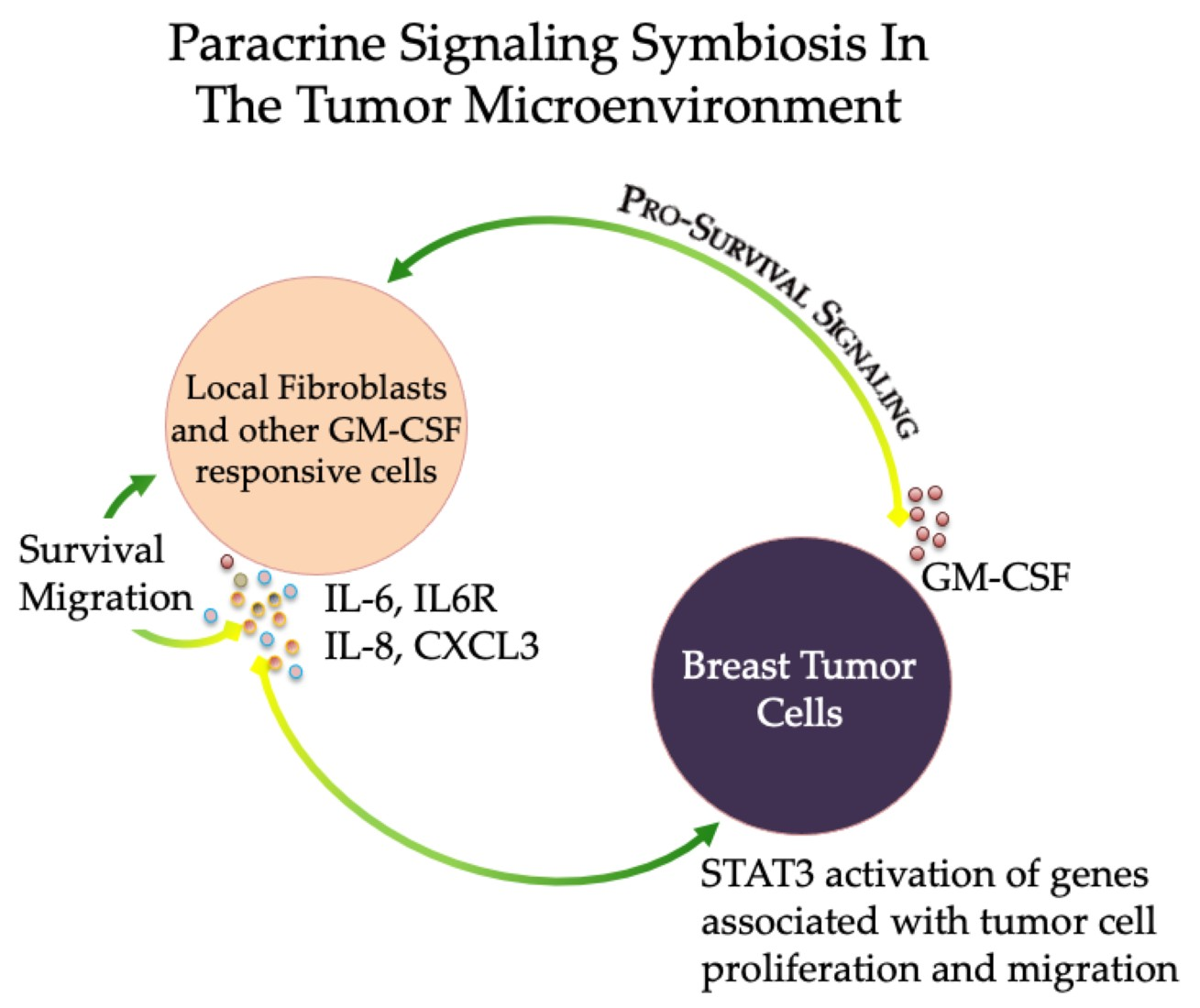 Paracrine Activation of STAT3 Drives GM-CSF Expression in Breast ...