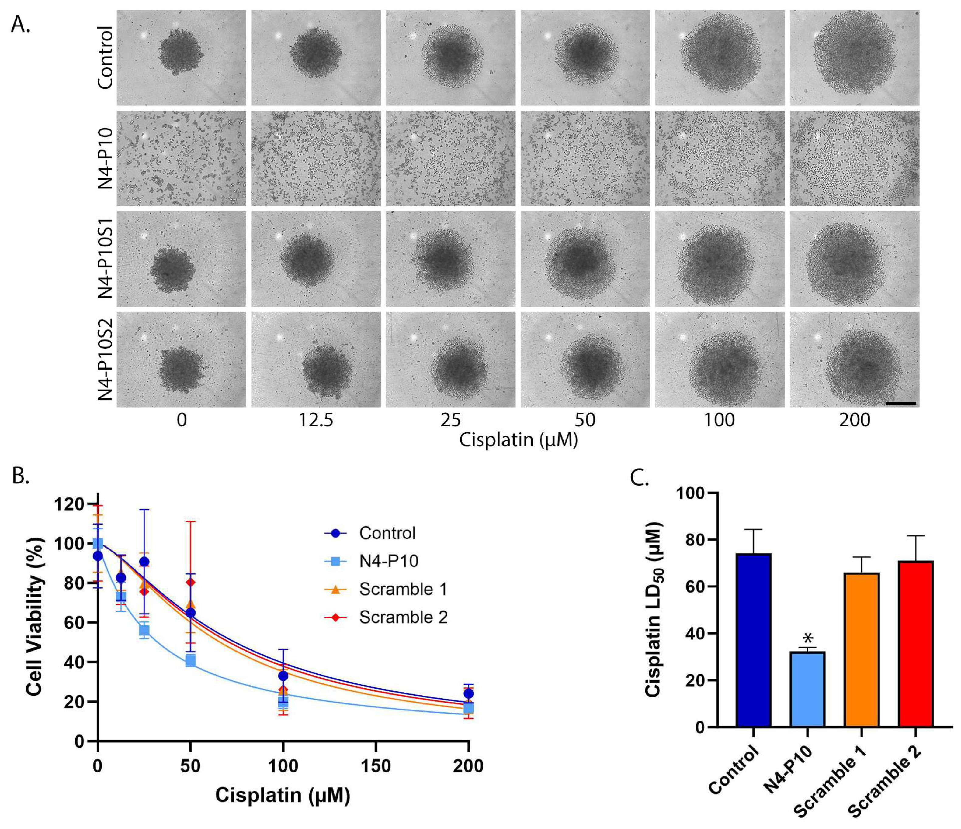 A Peptide Derived from Nectin-4 Increases Cisplatin Cytotoxicity in ...