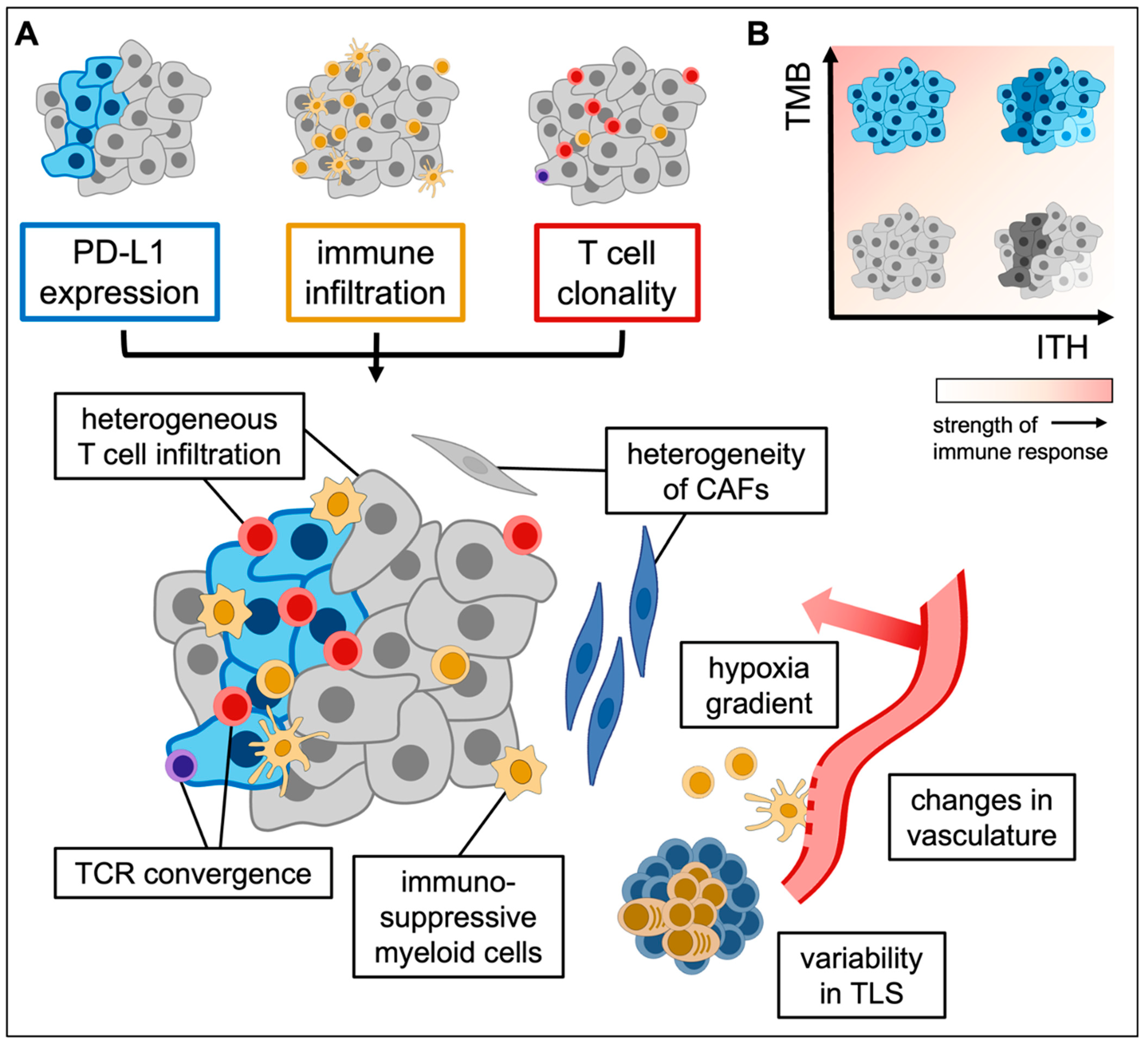 Tumor Heterogeneity and the Immune Response in Non-Small Cell Lung ...