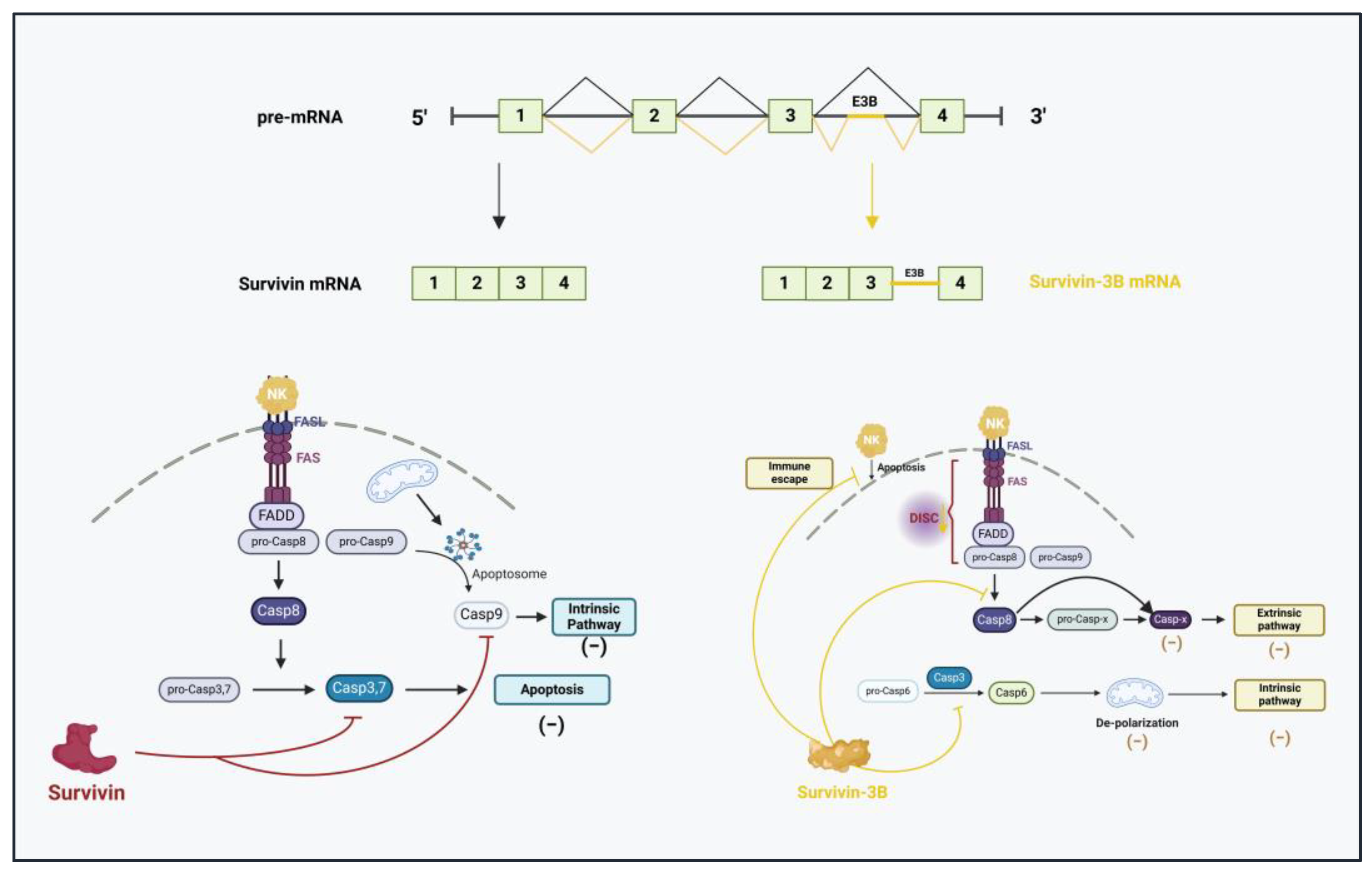Aberrant Splicing as a Mechanism for Resistance to Cancer