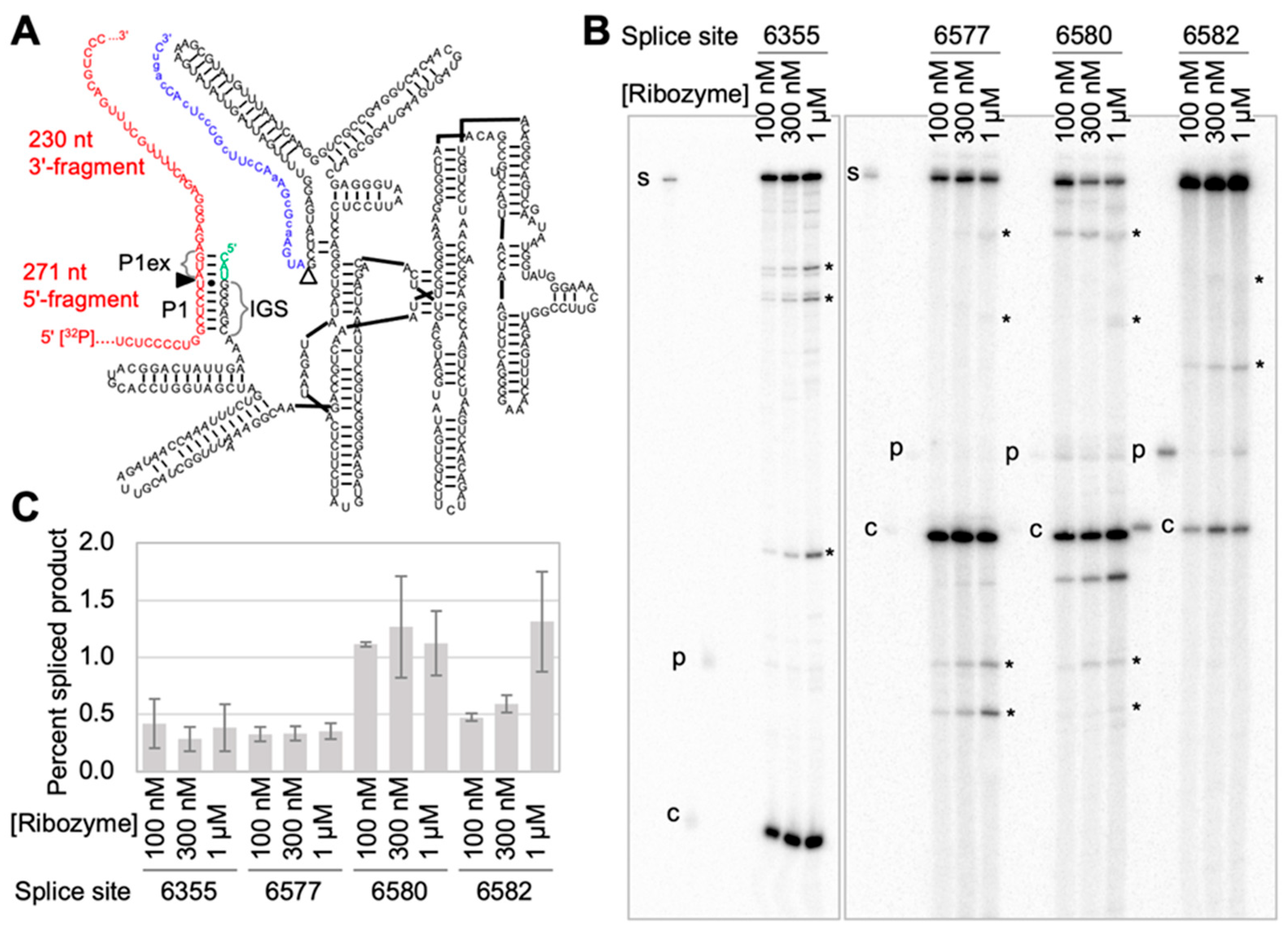Repair of Mutated NF1 mRNA with Trans-Splicing Group I Intron Ribozymes