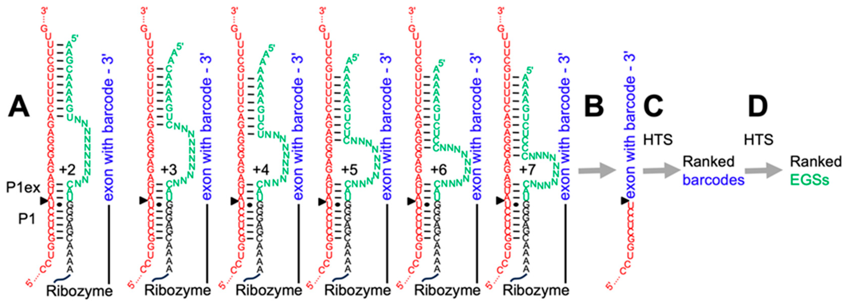 Repair of Mutated NF1 mRNA with Trans-Splicing Group I Intron Ribozymes