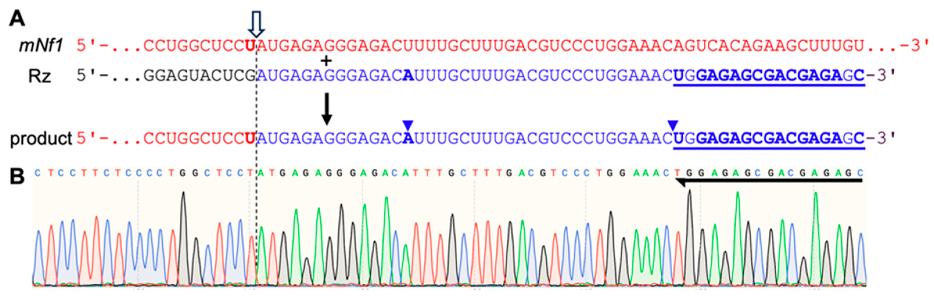Repair of Mutated NF1 mRNA with Trans-Splicing Group I Intron Ribozymes