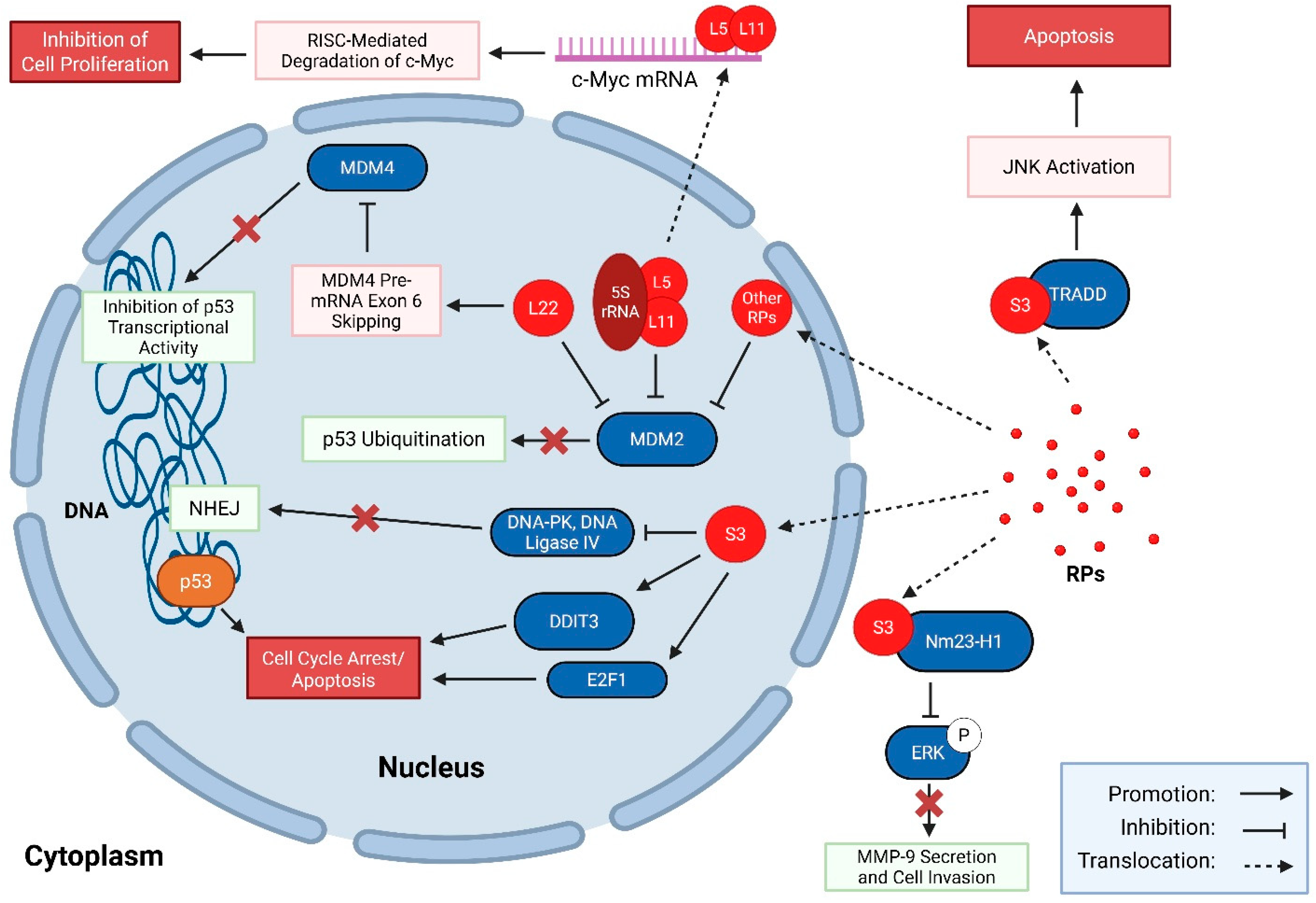 Extra-Ribosomal Roles for Ribosomal Proteins and Their Relevance to ...
