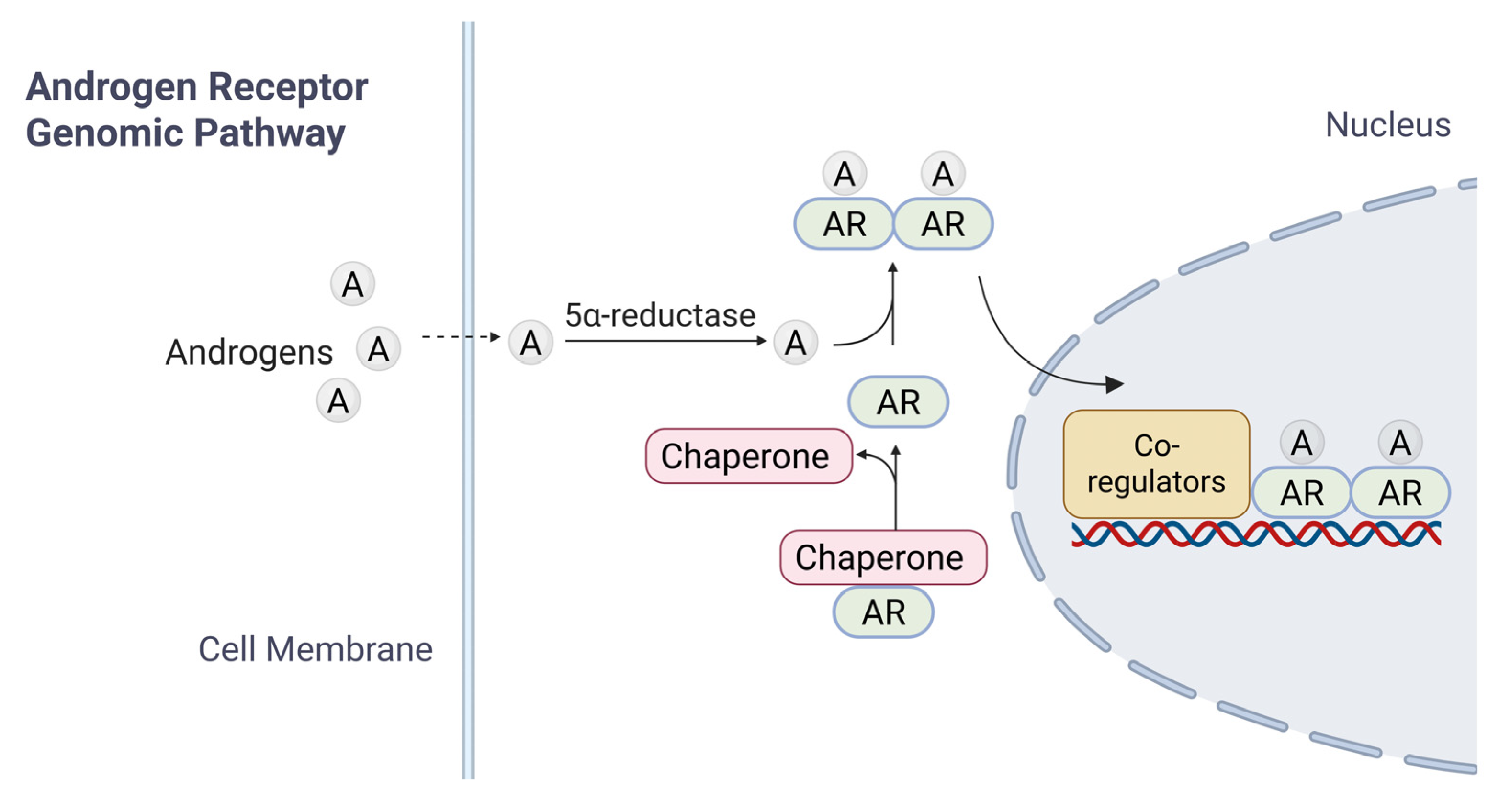 Testosterone And Androgen Receptor In Cancers With Significant Sex Testosterone And Androgen Receptor In Cancers With Significant Sex
