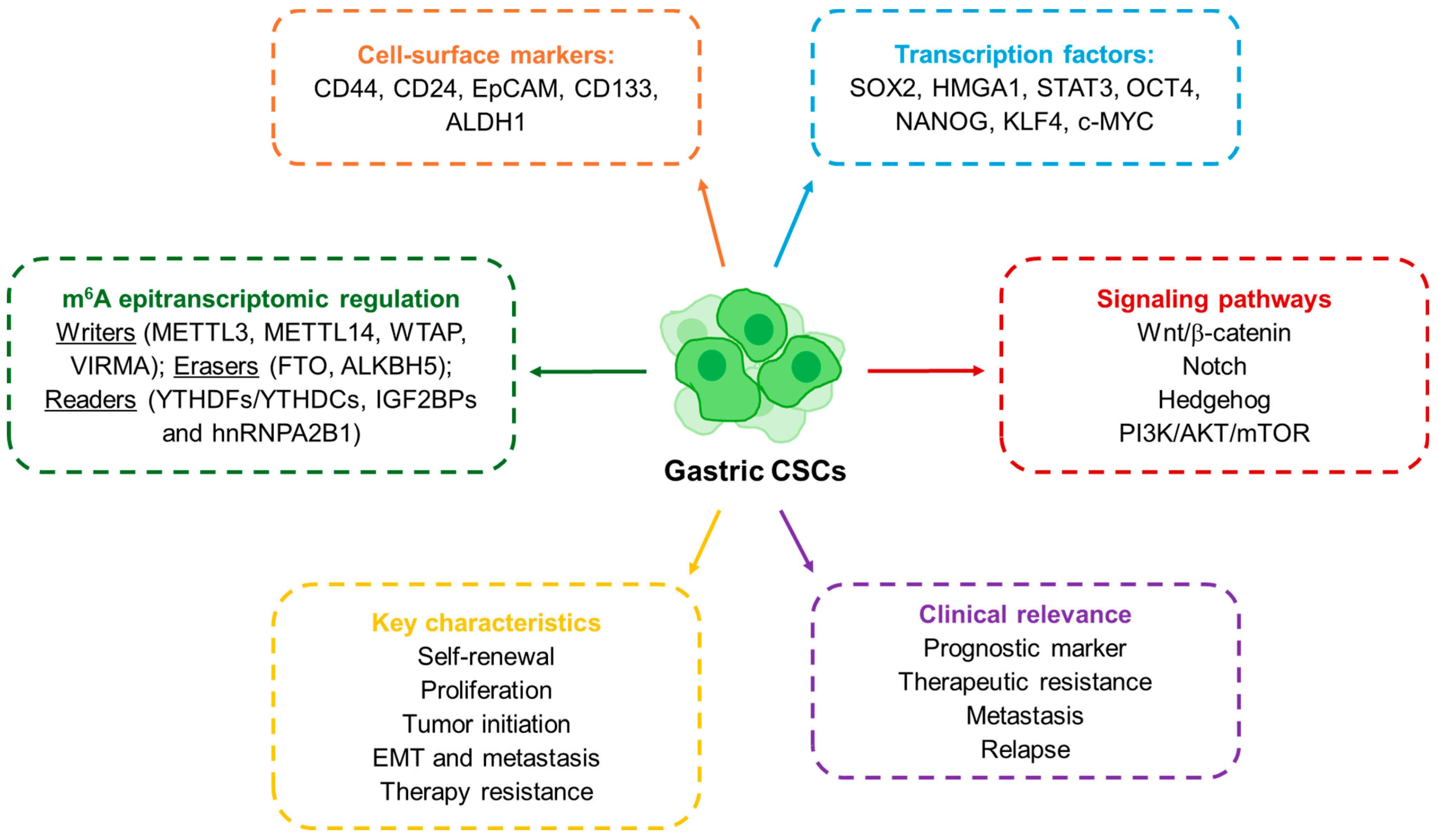 The Epitranscriptomic Landscape of Gastric Cancer Stem Cells: The ...