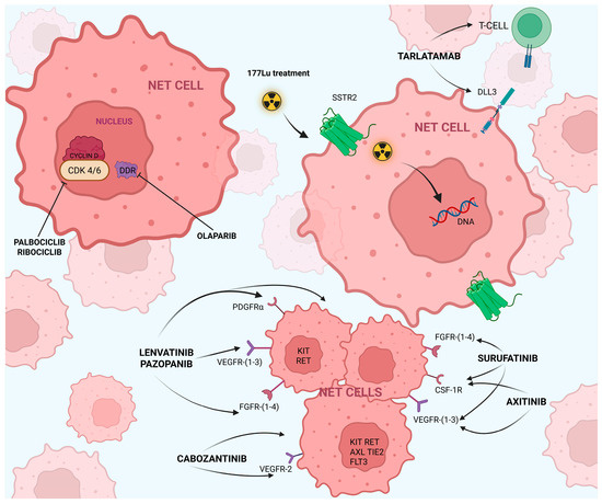 New Treatment Options for Pancreatic Neuroendocrine Tumors: A