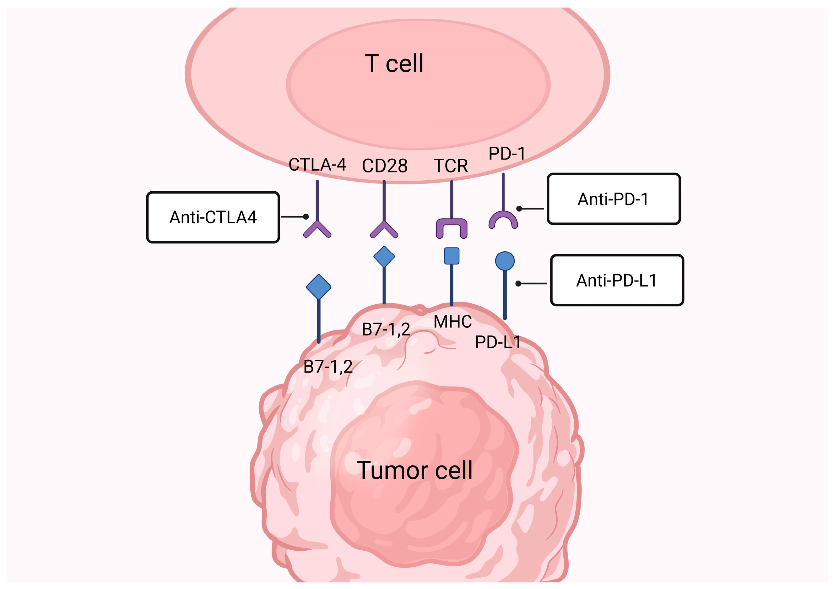 Immunotherapy Approaches for the Treatment of Triple-Negative Breast Cancer