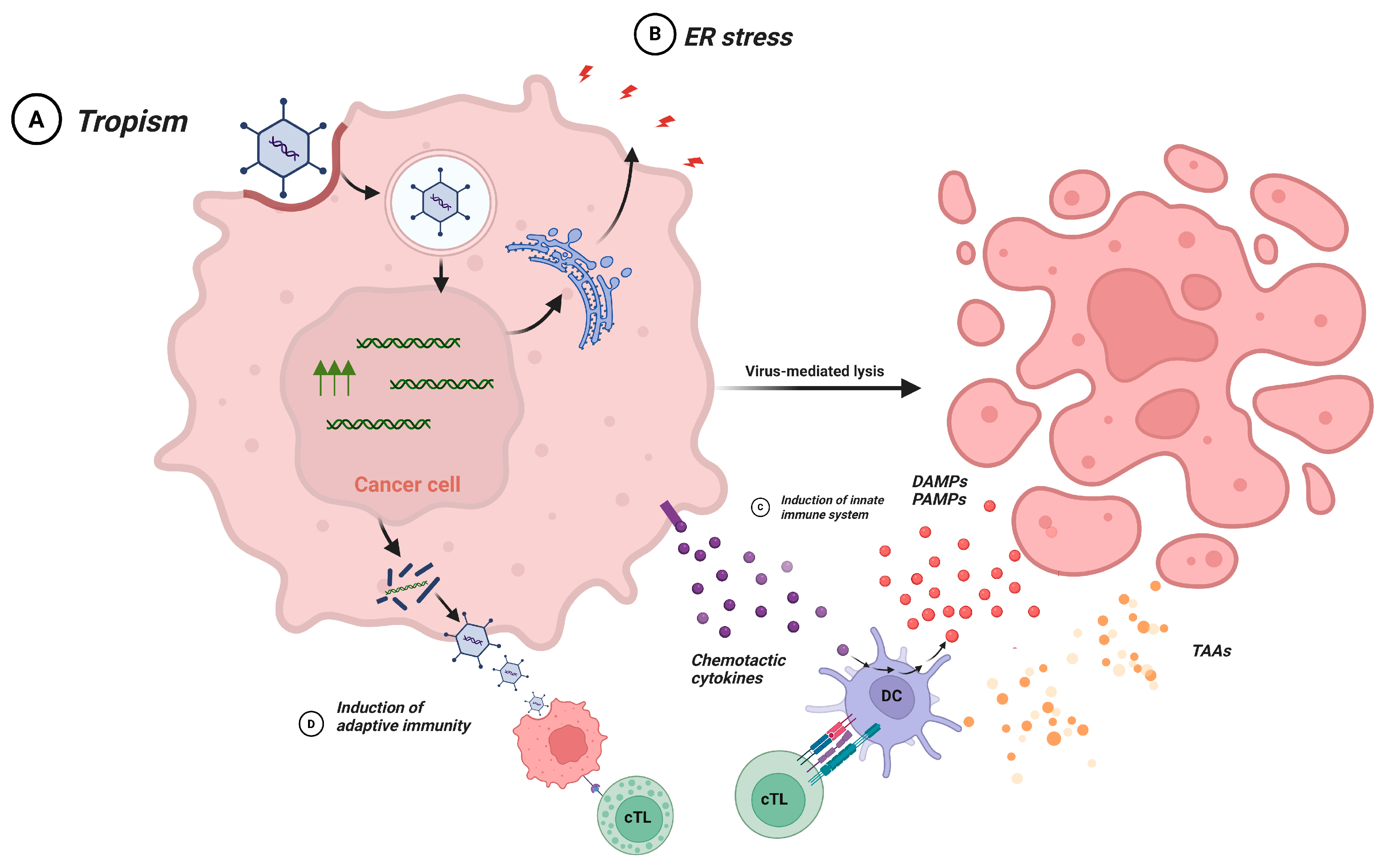 Immunotherapy Approaches for the Treatment of Triple-Negative Breast Cancer