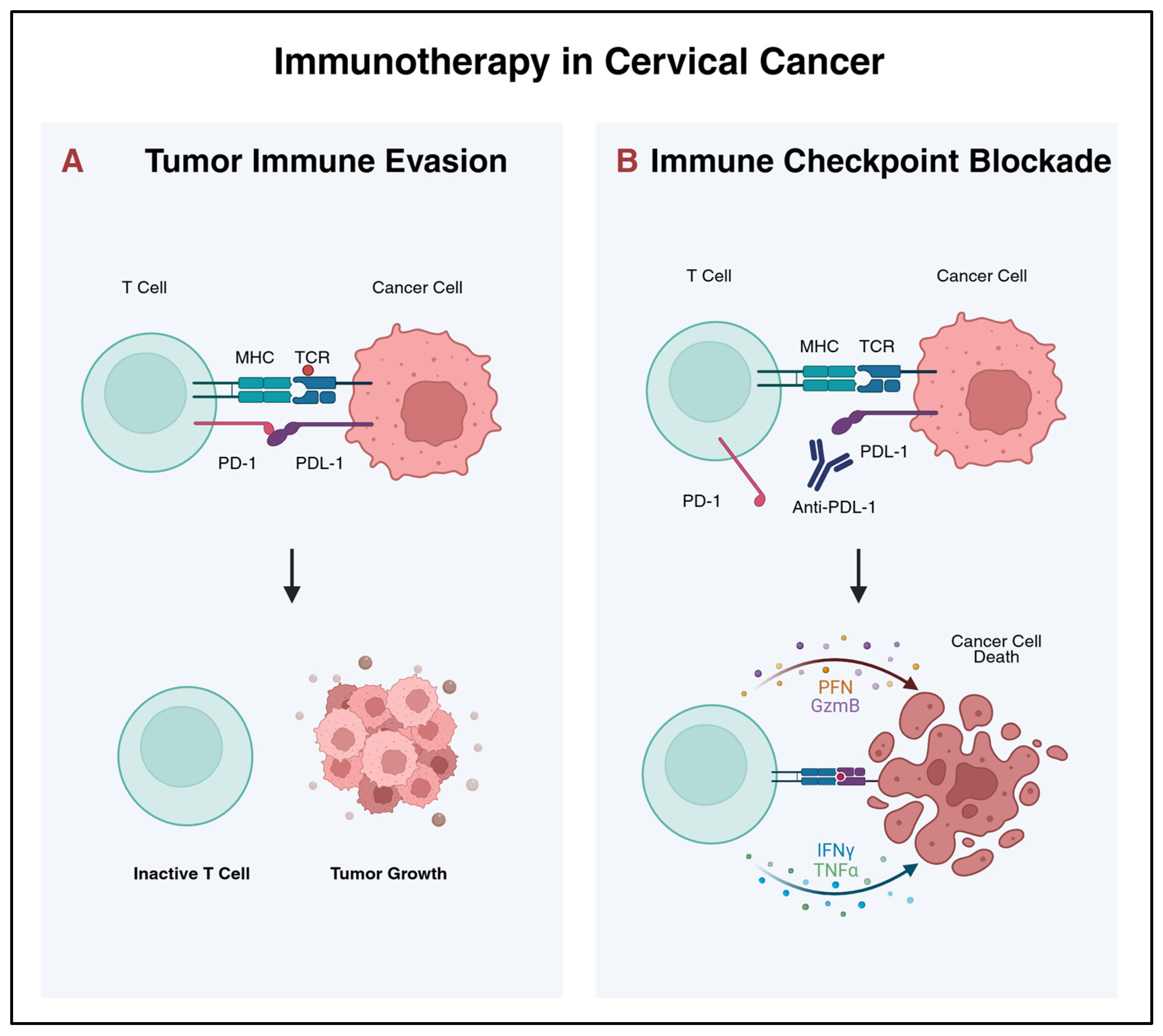 Molecular Targets of Cervical Cancer and Its Microenvironment: Advances ...