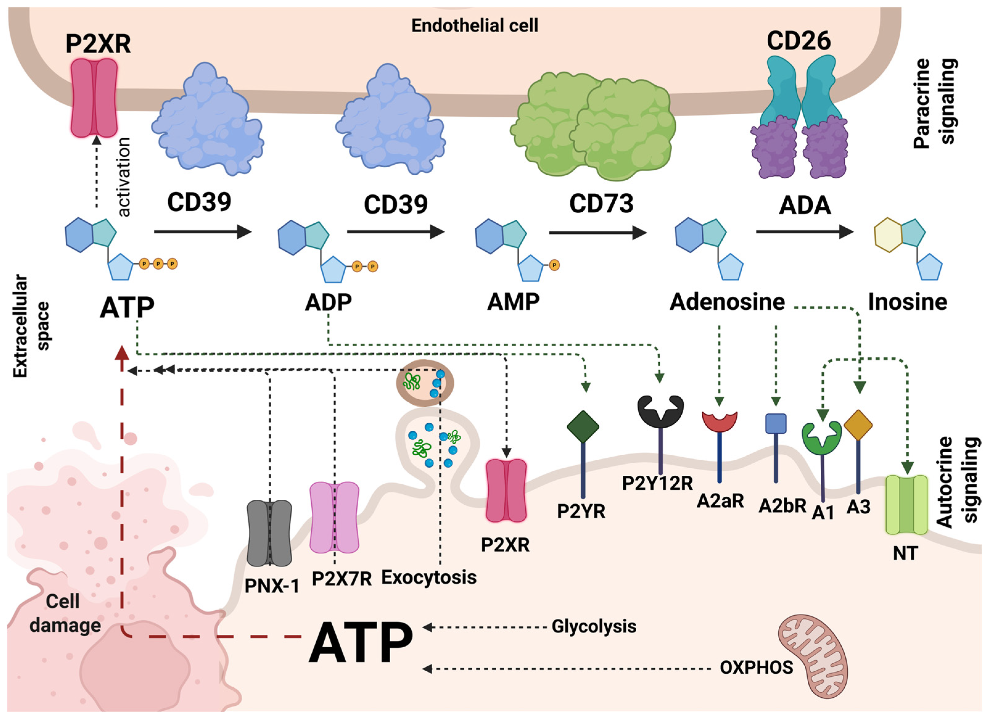 The Role of the Ecto-Nucleotidases CD73 and CD39 in Chemo- and ...