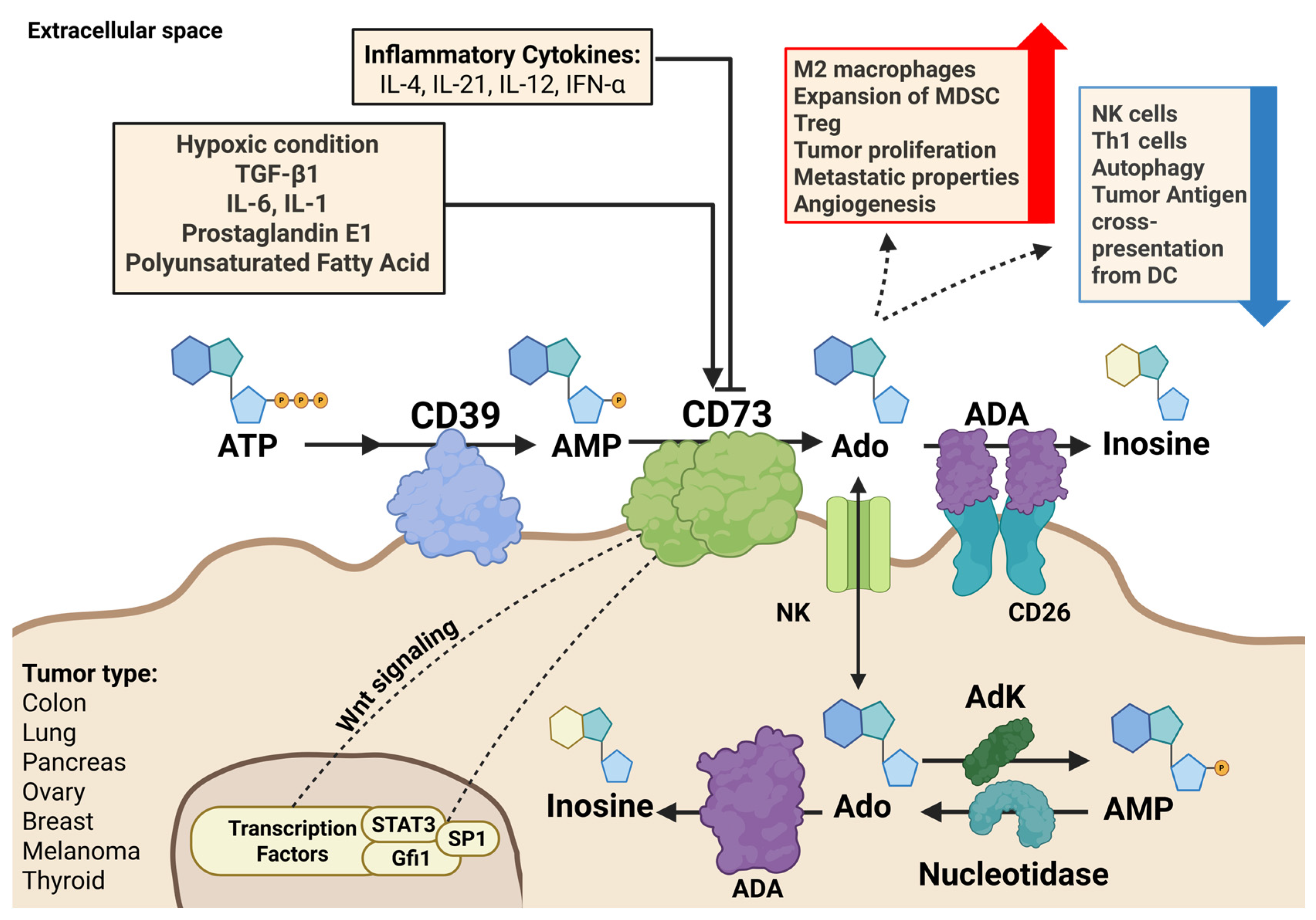 The Role of the Ecto-Nucleotidases CD73 and CD39 in Chemo- and ...