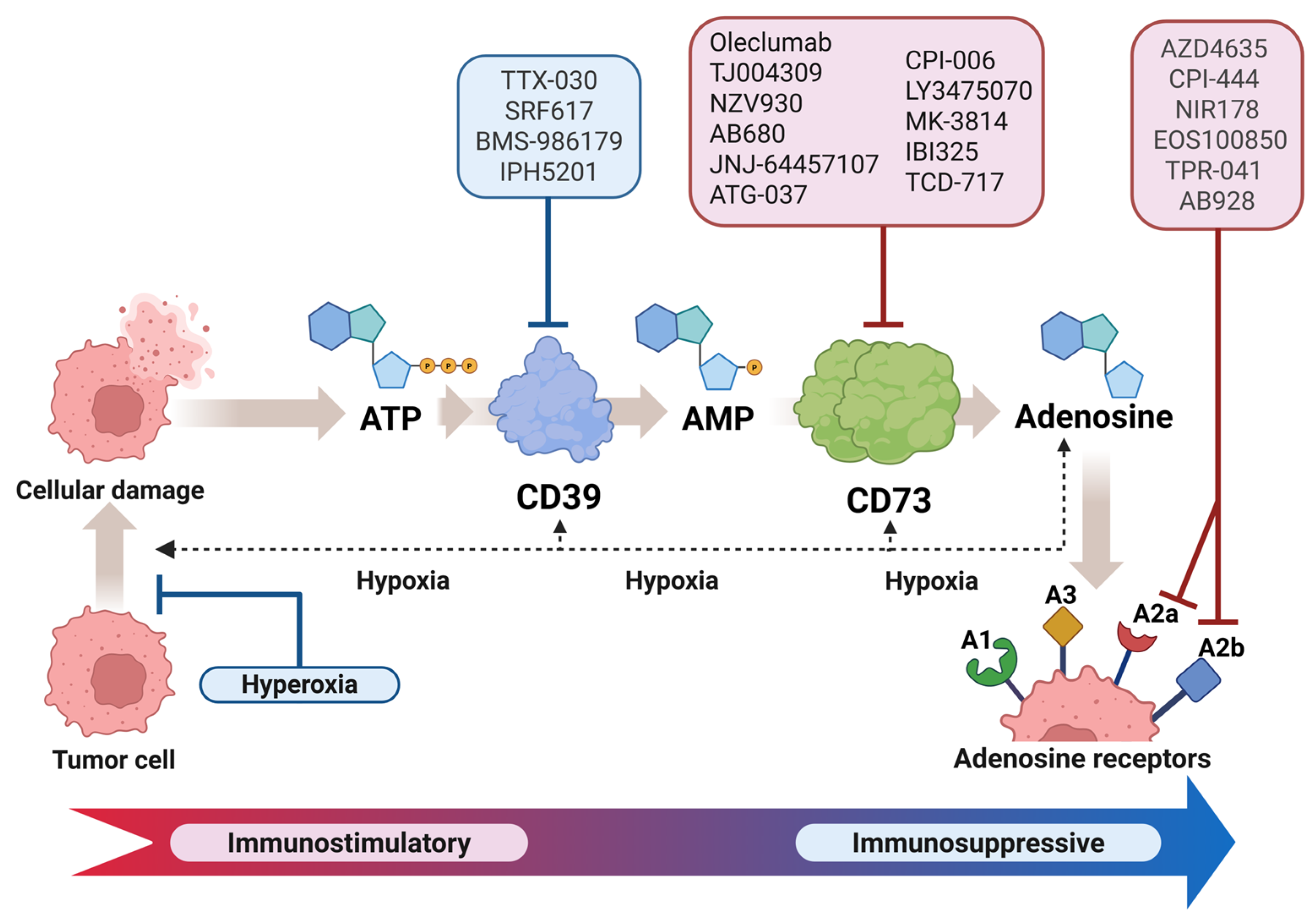 The Role of the Ecto-Nucleotidases CD73 and CD39 in Chemo- and ...
