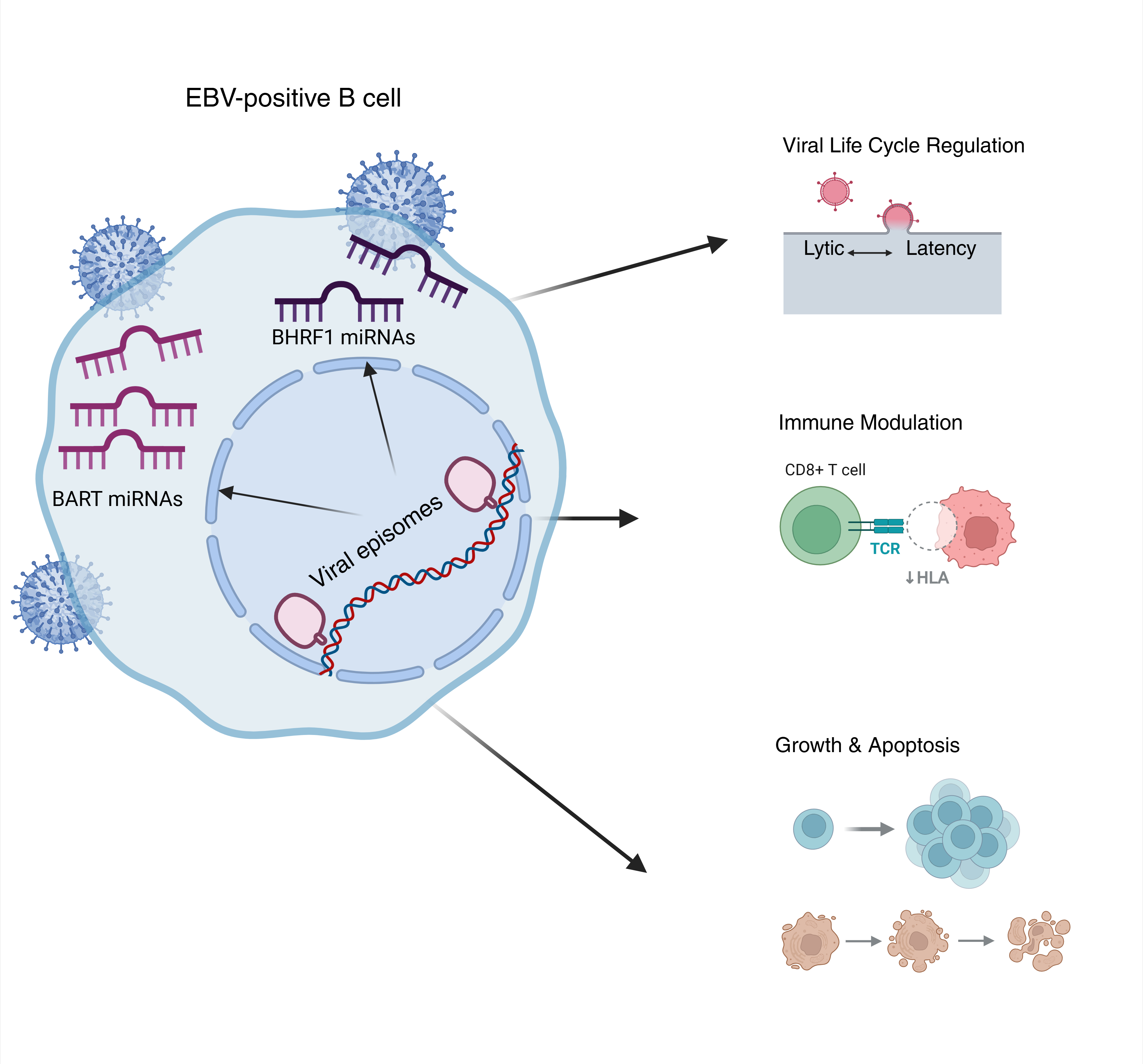 Relevance of Epstein-Barr Virus (EBV) miRNAs in EBV-Infected B Cells ...