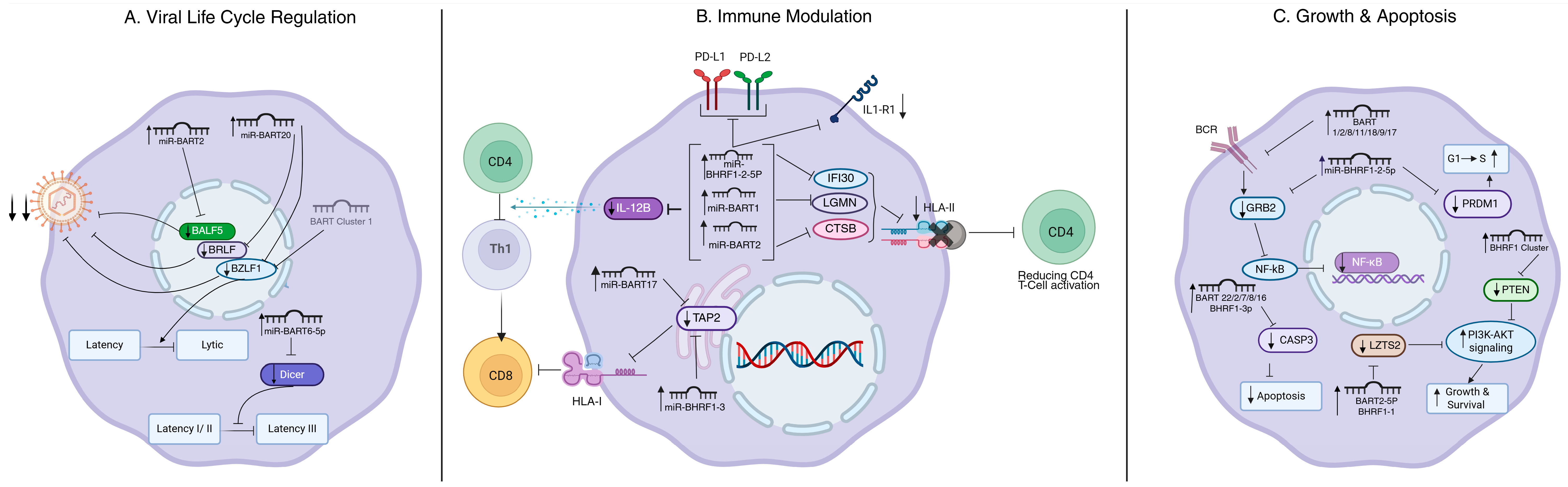 Relevance of Epstein-Barr Virus (EBV) miRNAs in EBV-Infected B Cells ...