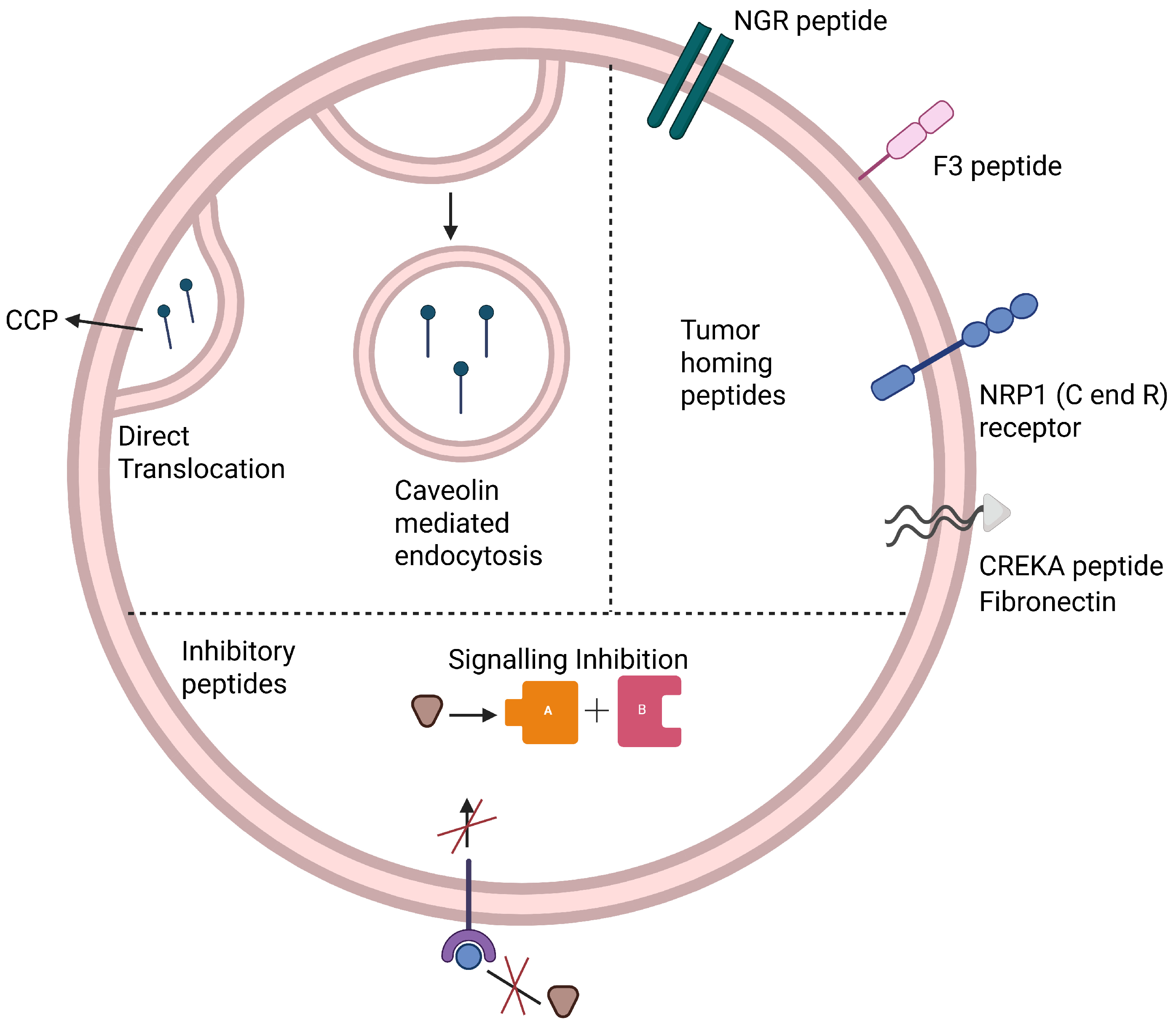 Therapeutic Potential of Peptides in Cancer Treatment: Focus on Peptide ...