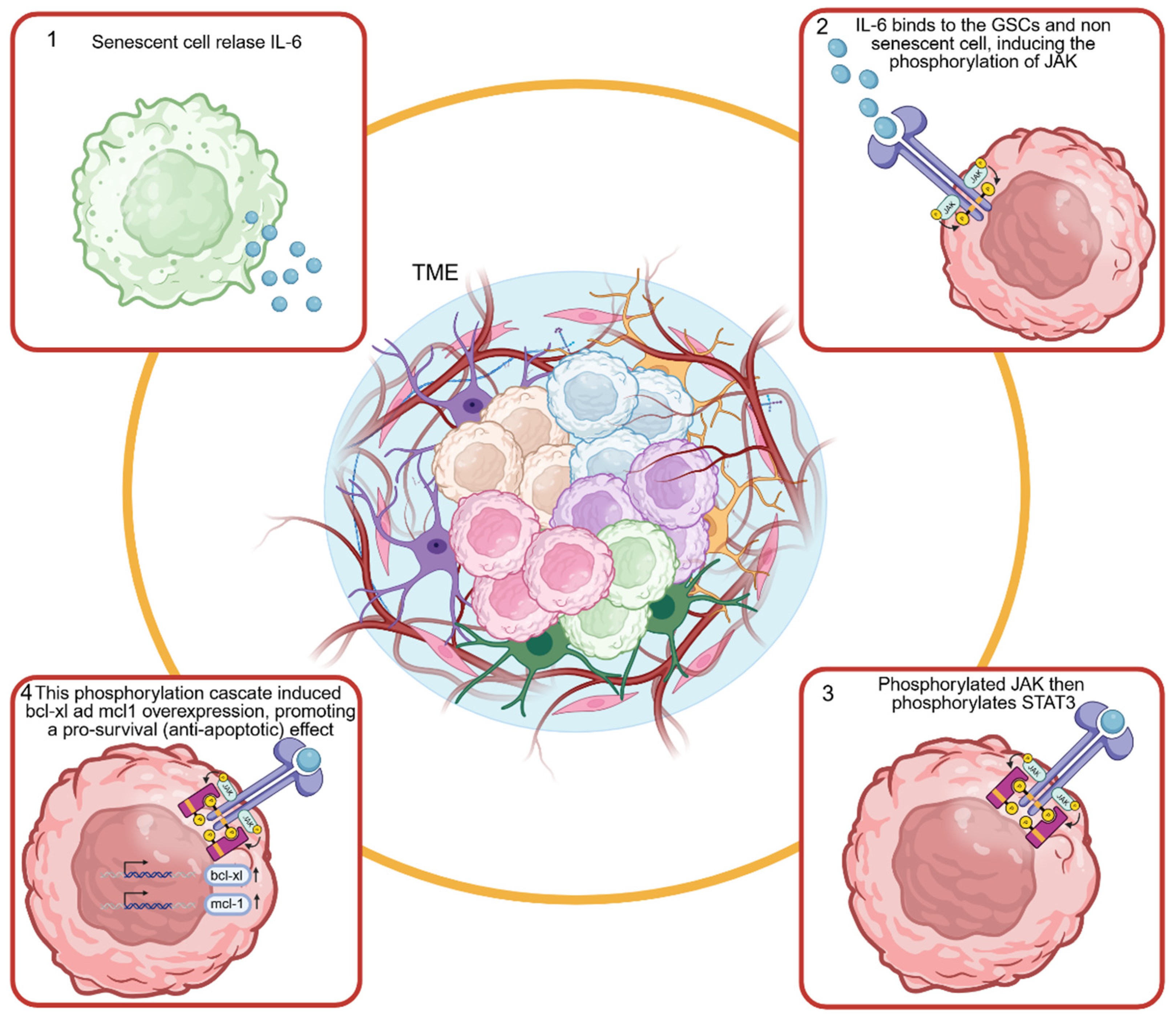 The Emerging Role of Senolytics as a Next-Generation Strategy Against ...