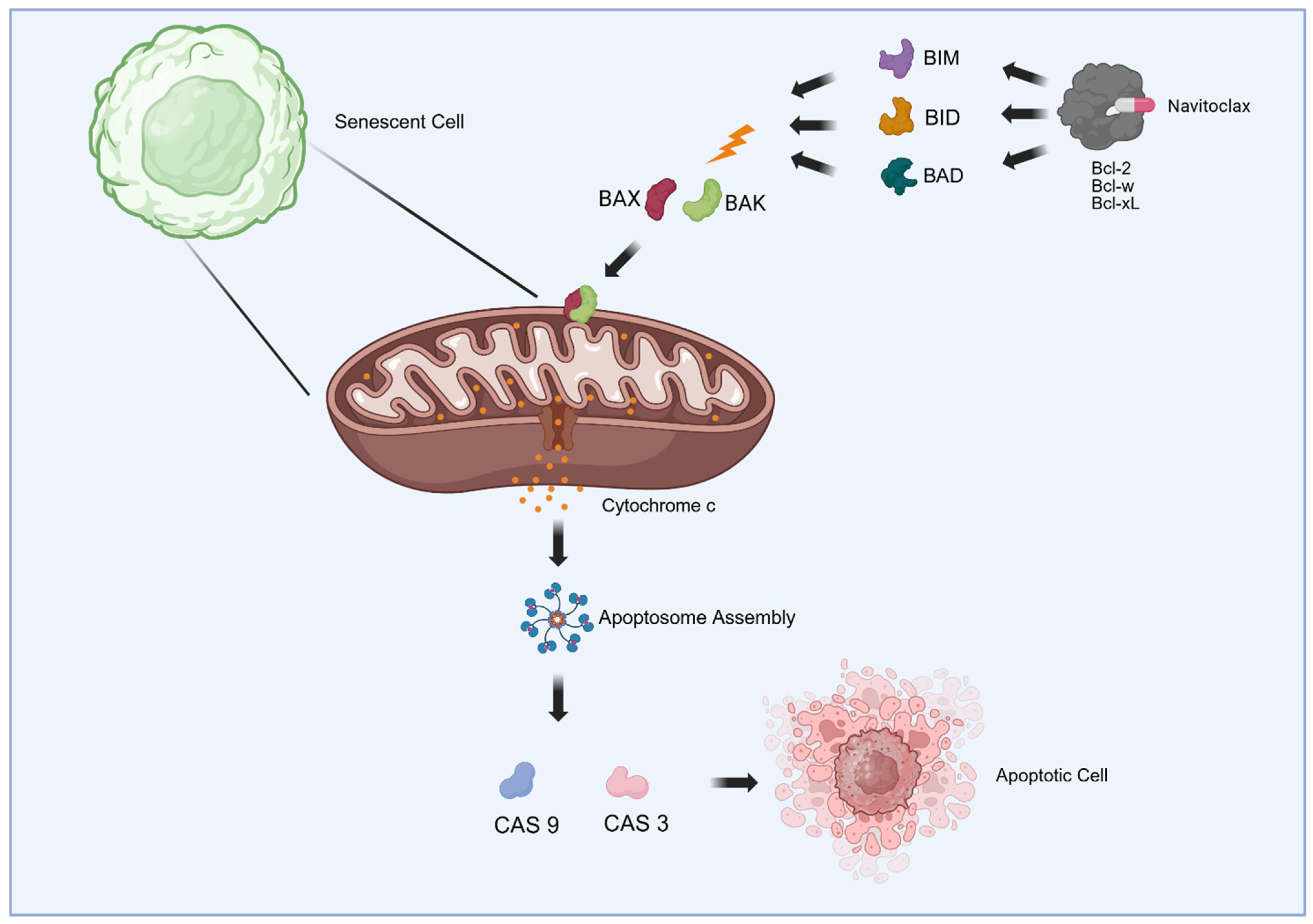 The Emerging Role of Senolytics as a Next-Generation Strategy Against ...