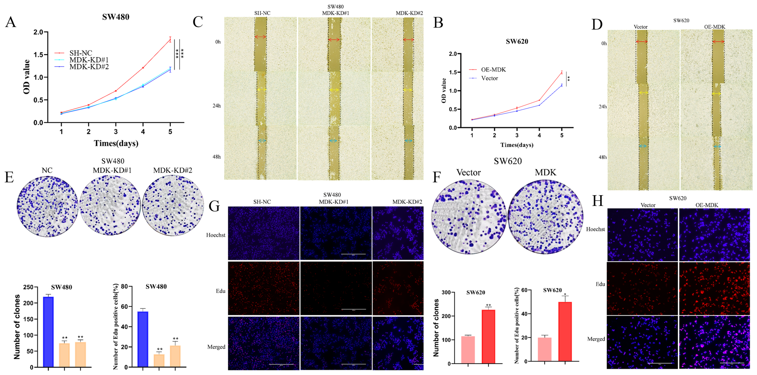 MDK Activates the PI3K/AKT Axis to Induce AP2A1 Expression and ...