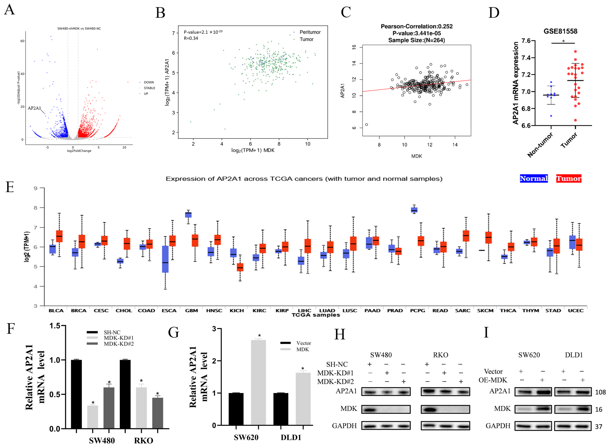 MDK Activates the PI3K/AKT Axis to Induce AP2A1 Expression and ...