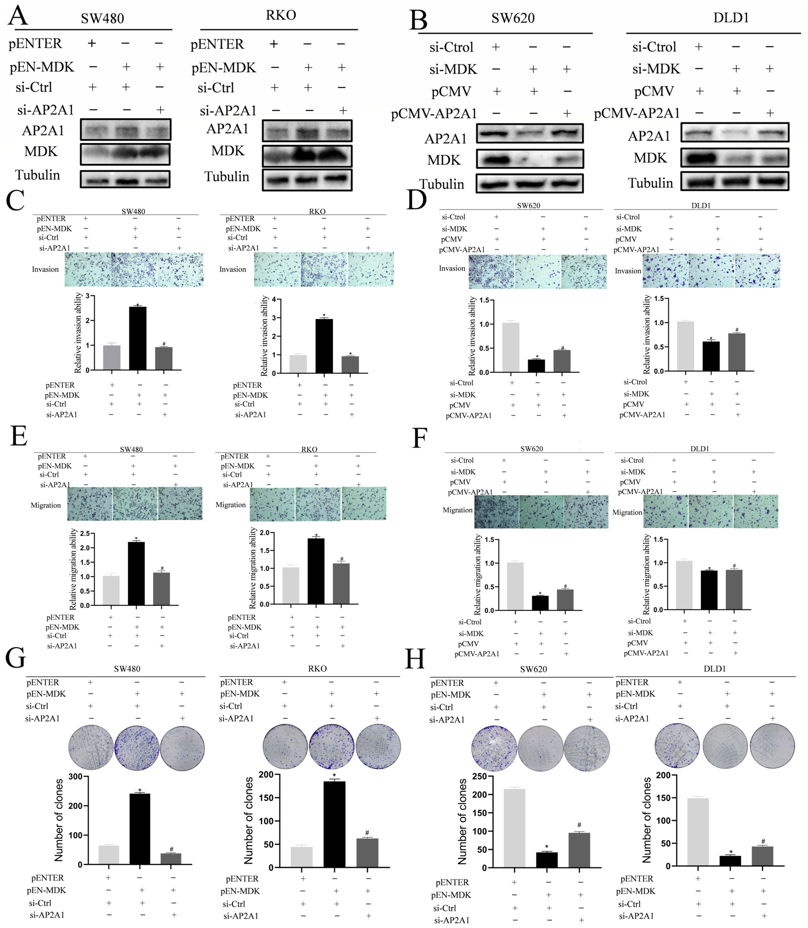 MDK Activates the PI3K/AKT Axis to Induce AP2A1 Expression and ...