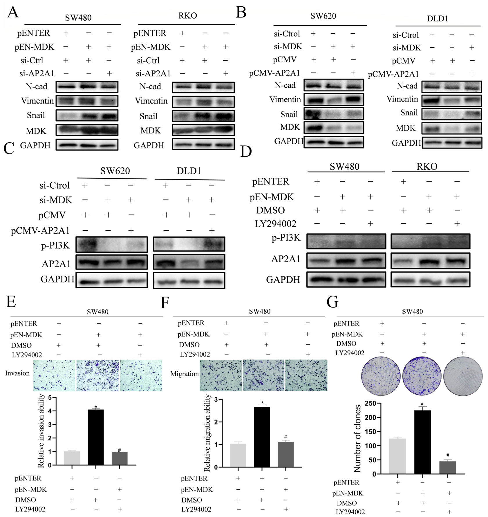 MDK Activates the PI3K/AKT Axis to Induce AP2A1 Expression and ...