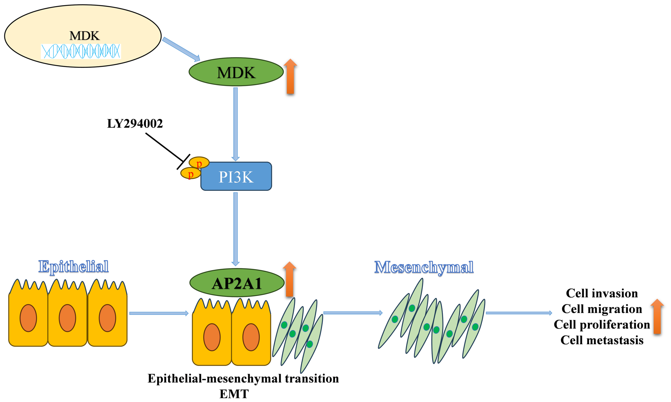 MDK Activates the PI3K/AKT Axis to Induce AP2A1 Expression and ...