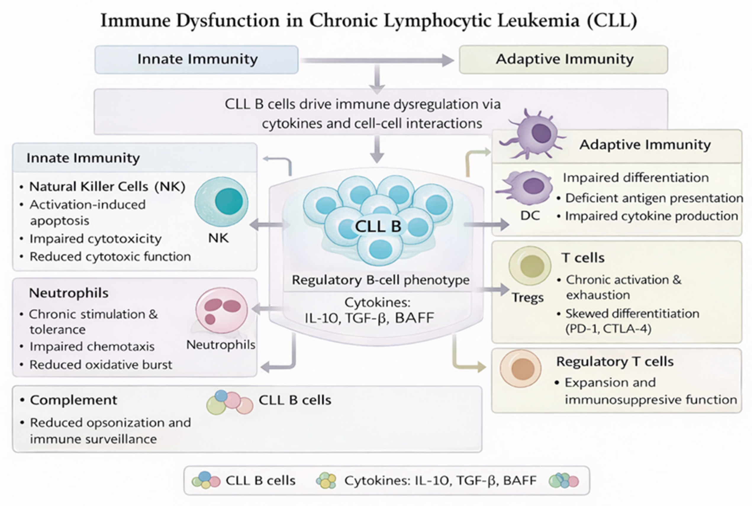 Clinical Implications of Immune Dysfunction in Chronic Lymphocytic Leukemia