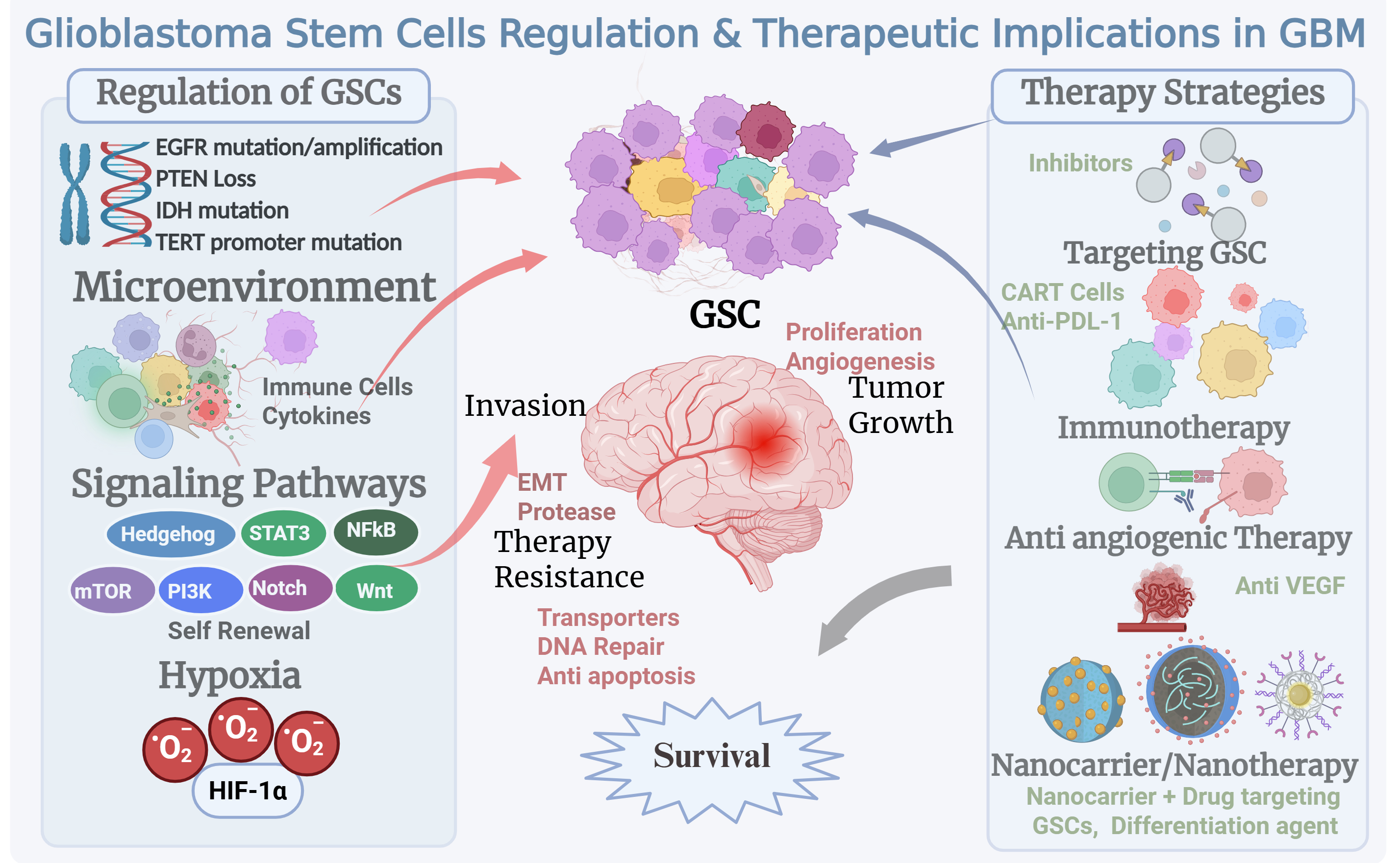 Targeting Glioblastoma Stem Cells: Therapeutic Strategies and Clinical ...