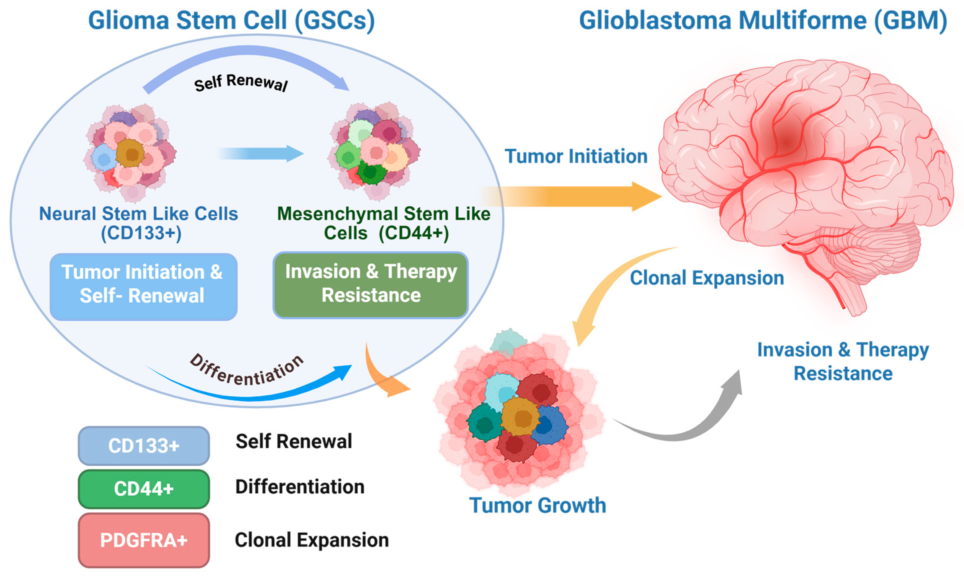 Targeting Glioblastoma Stem Cells: Therapeutic Strategies and Clinical ...